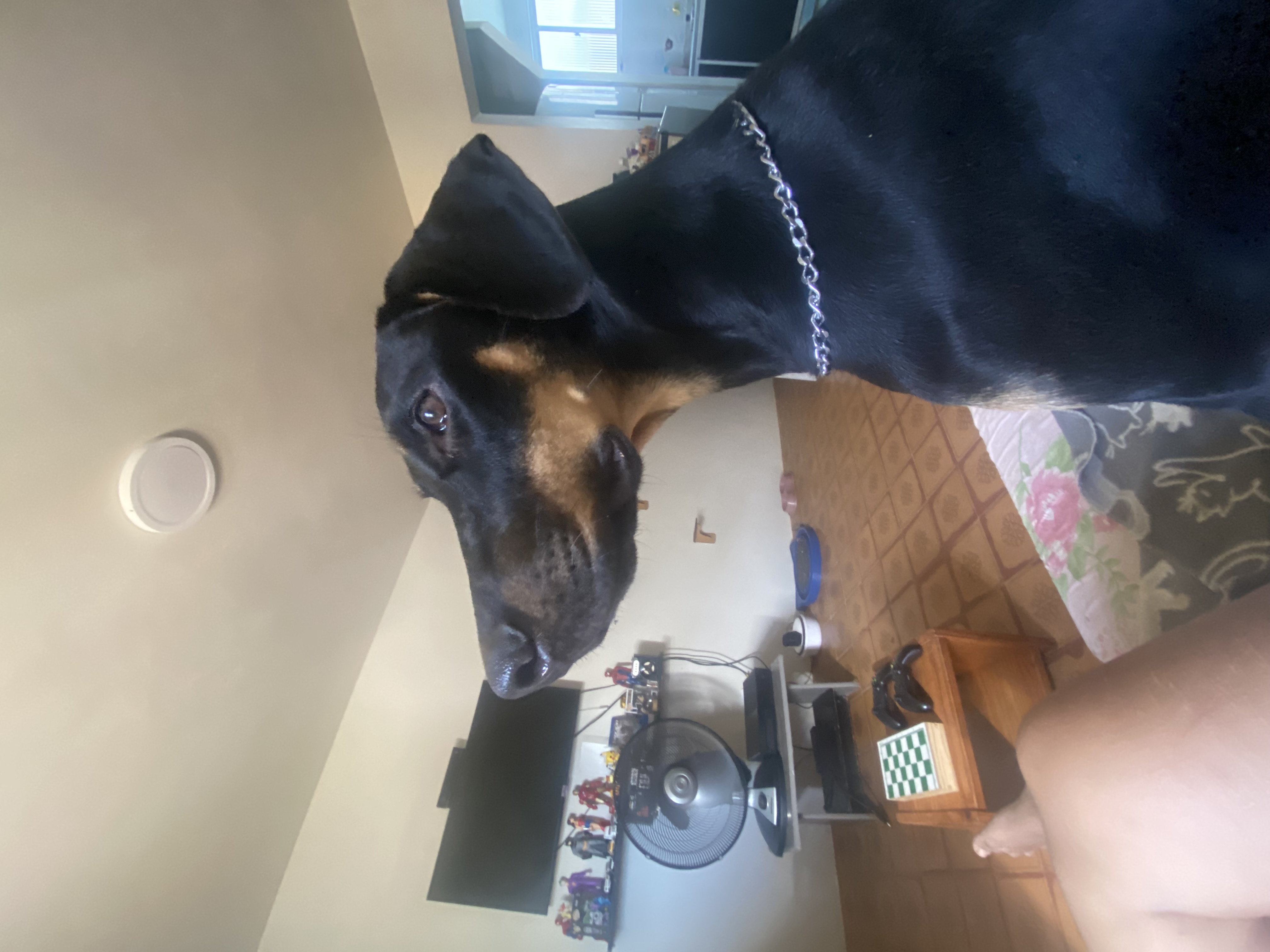 Vende-se filhote de Doberman - 8 meses fêmea  - Foto 1