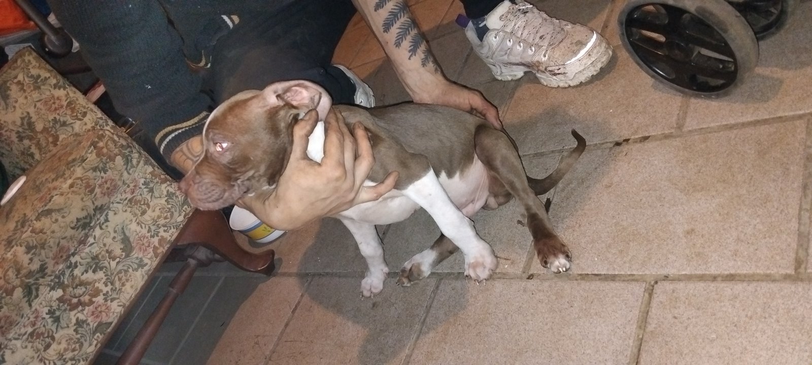 Filhote pit monster macho  - Foto 1