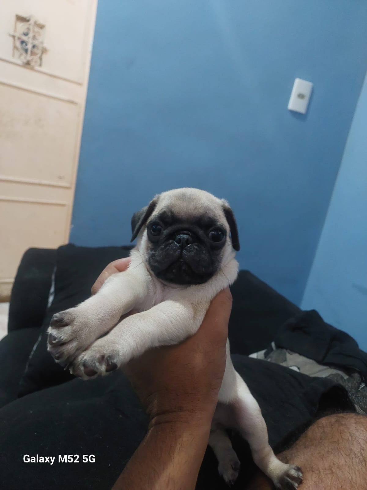 Pug - Foto 1