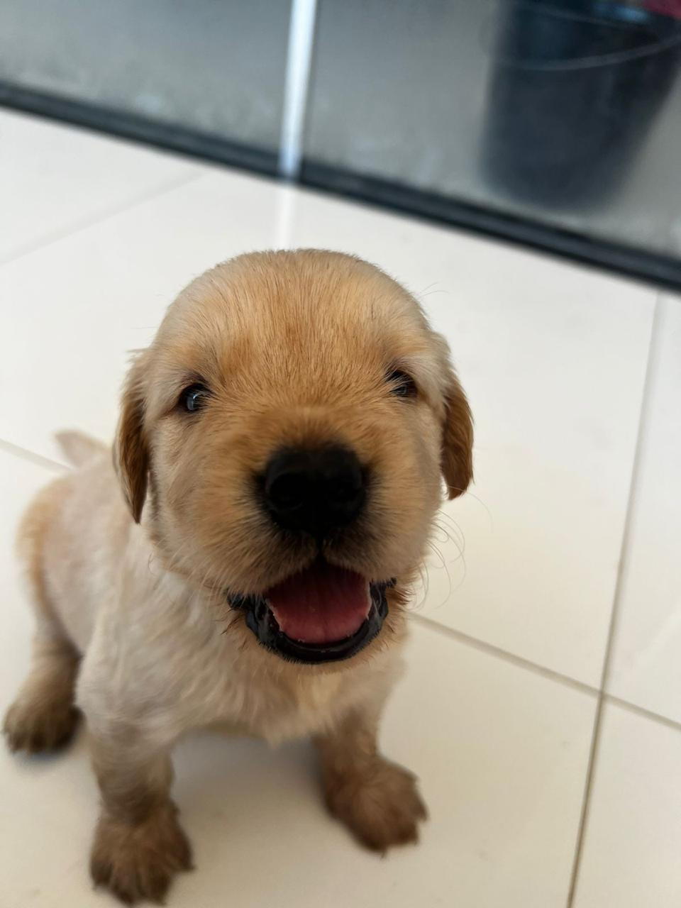 Golden Retriever - Foto 1