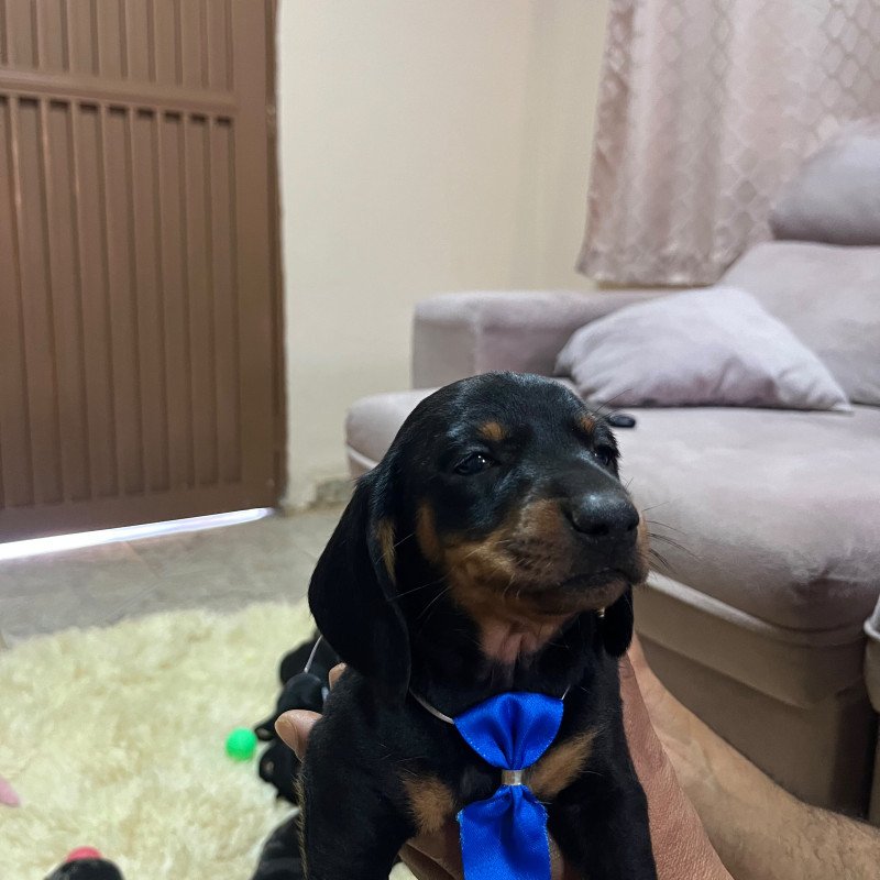 Lindos filhotes de Dachshund salsichinha - Foto 1