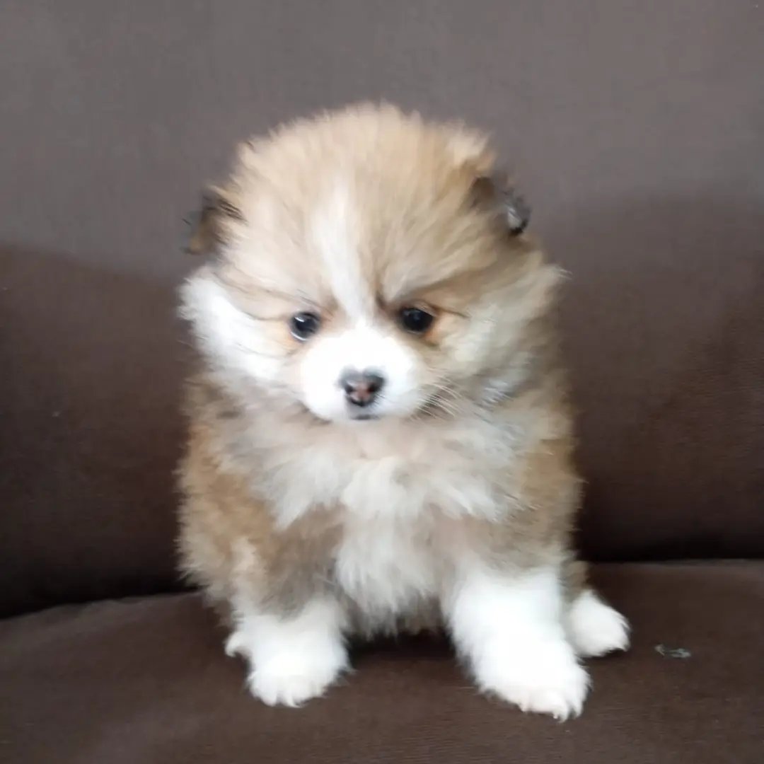 Vendo filhotes de Spitz Alemão  - Foto 4