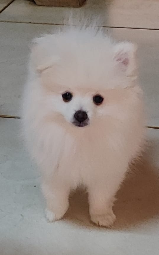 Spitz alemão anão filhotes - Foto 1