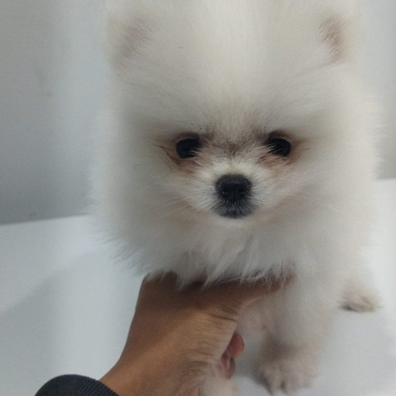 Lindos filhotes de lulu da Pomerânia - Foto 1