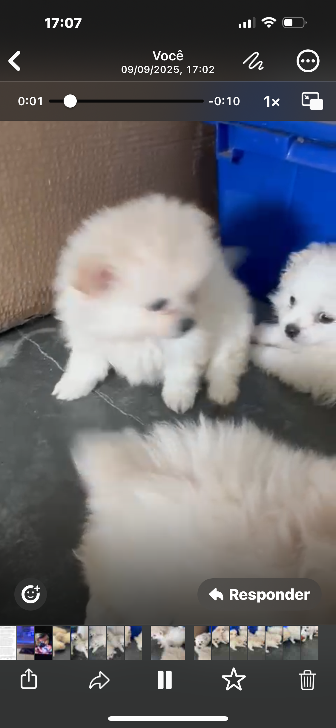 Lulu da pomerania - Foto 1