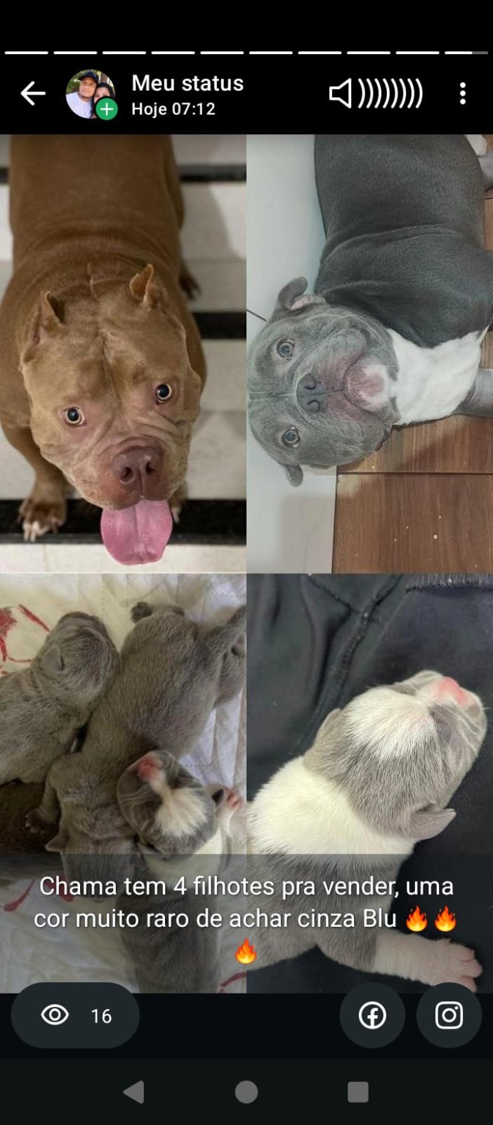 Filhotes de American Bully /tem conversa no valor conversa no valor  - Foto 3