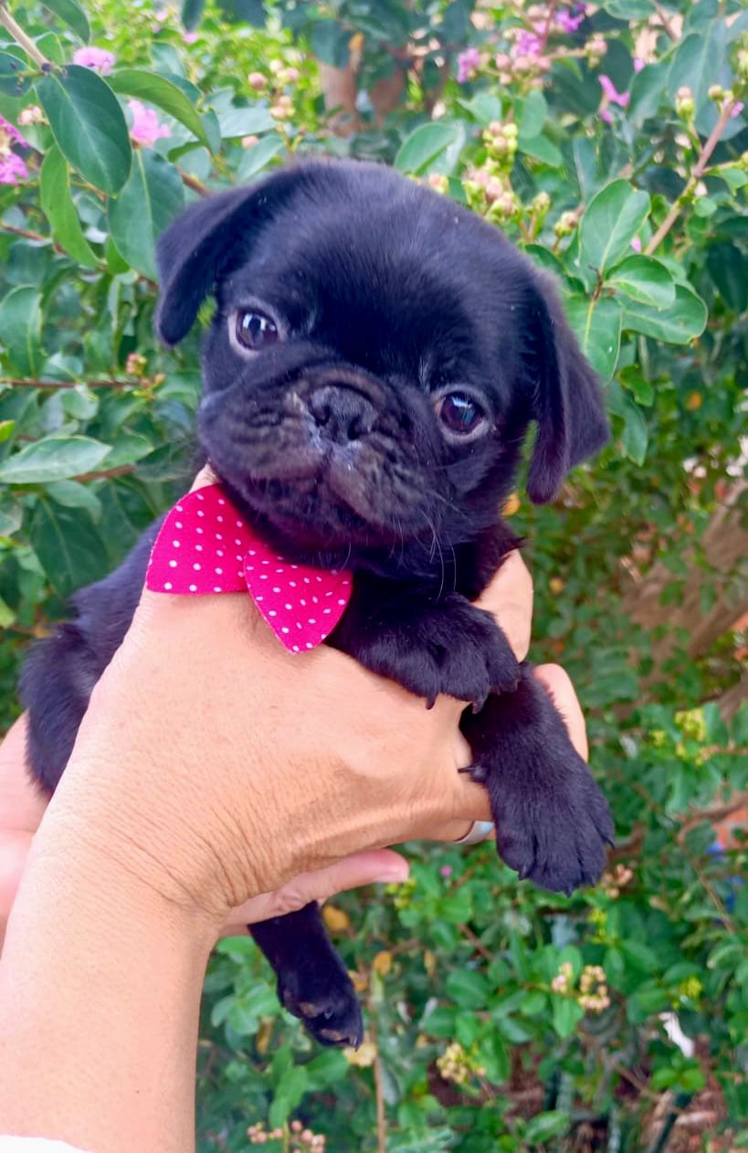 Venda - Foto 2