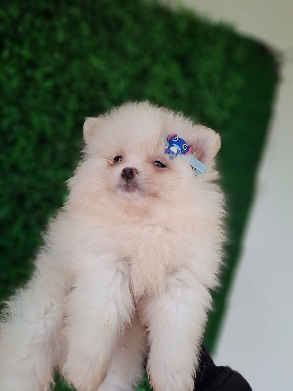 Lulu da pomerânia Anão - Foto 5