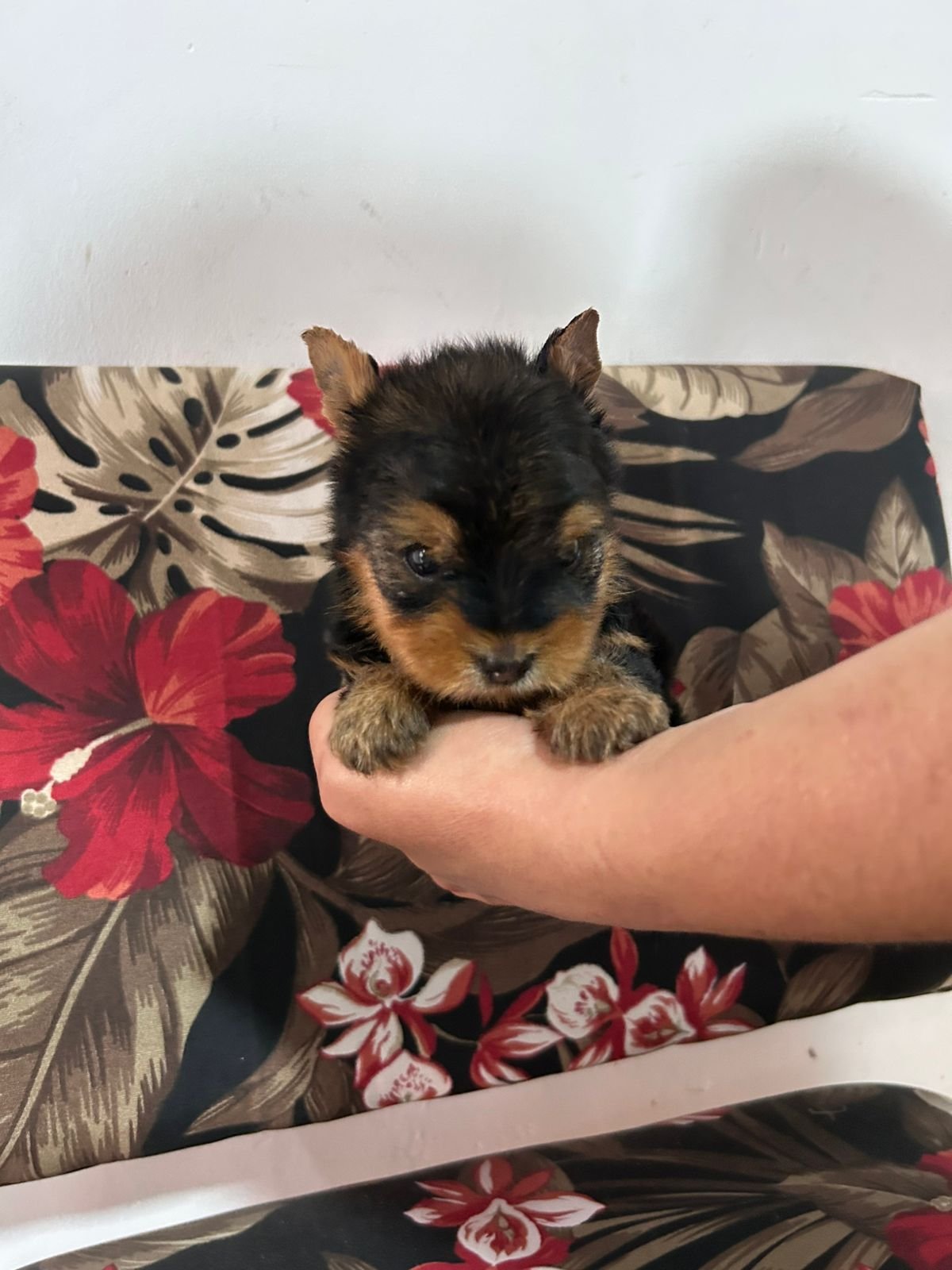 Vendo Yorkshire Terrier  - Foto 1