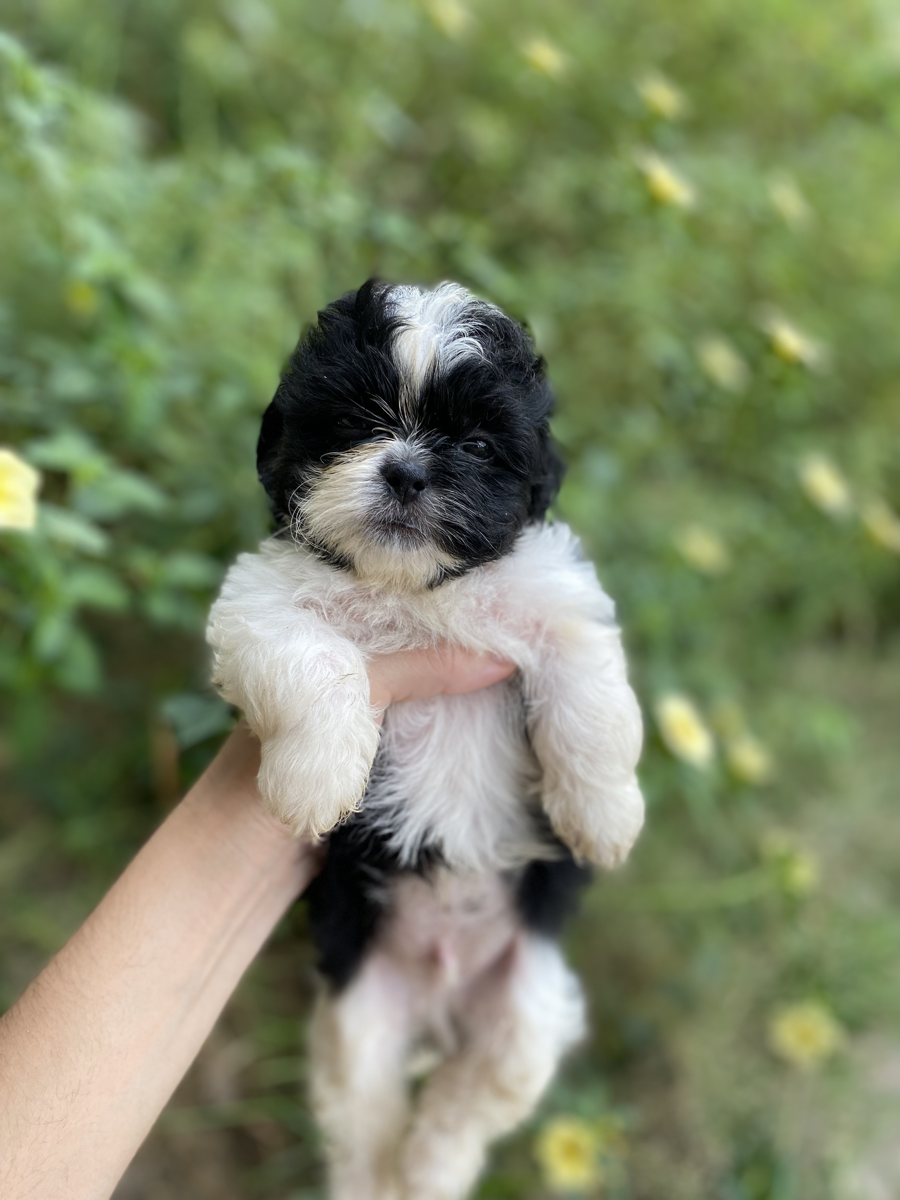Shih tzu machinho  - Foto 1