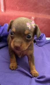 Pinscher - Foto 2