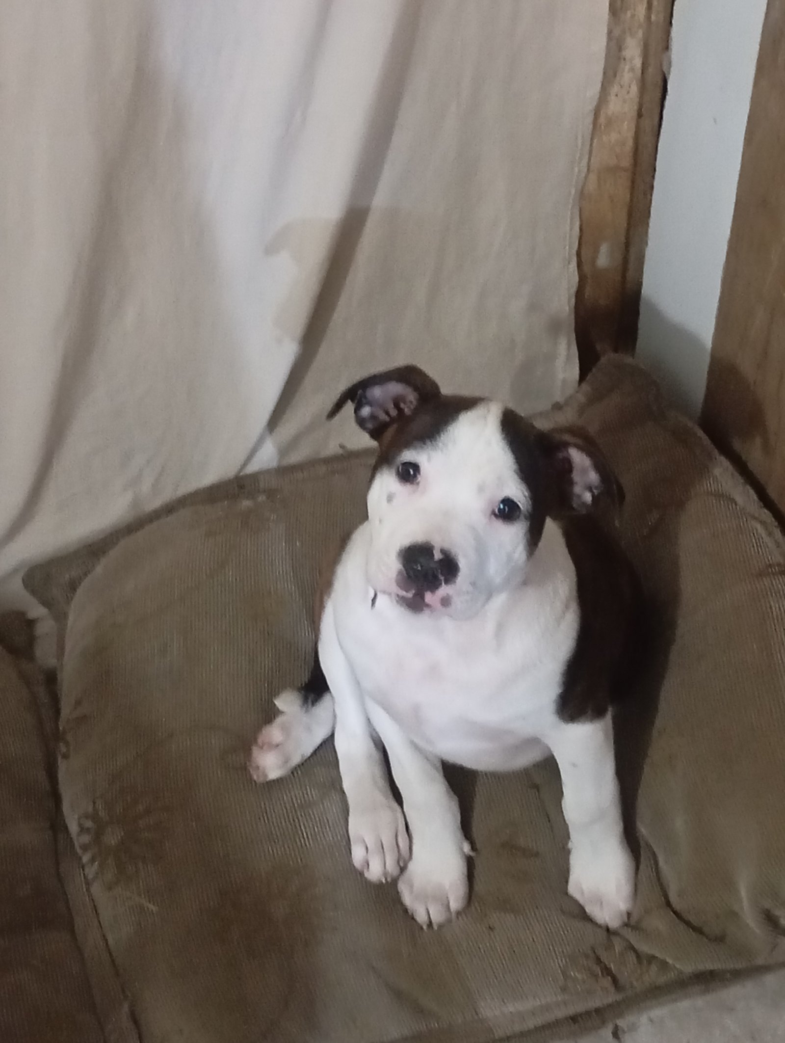 American staffordshire terrier  - Foto 1