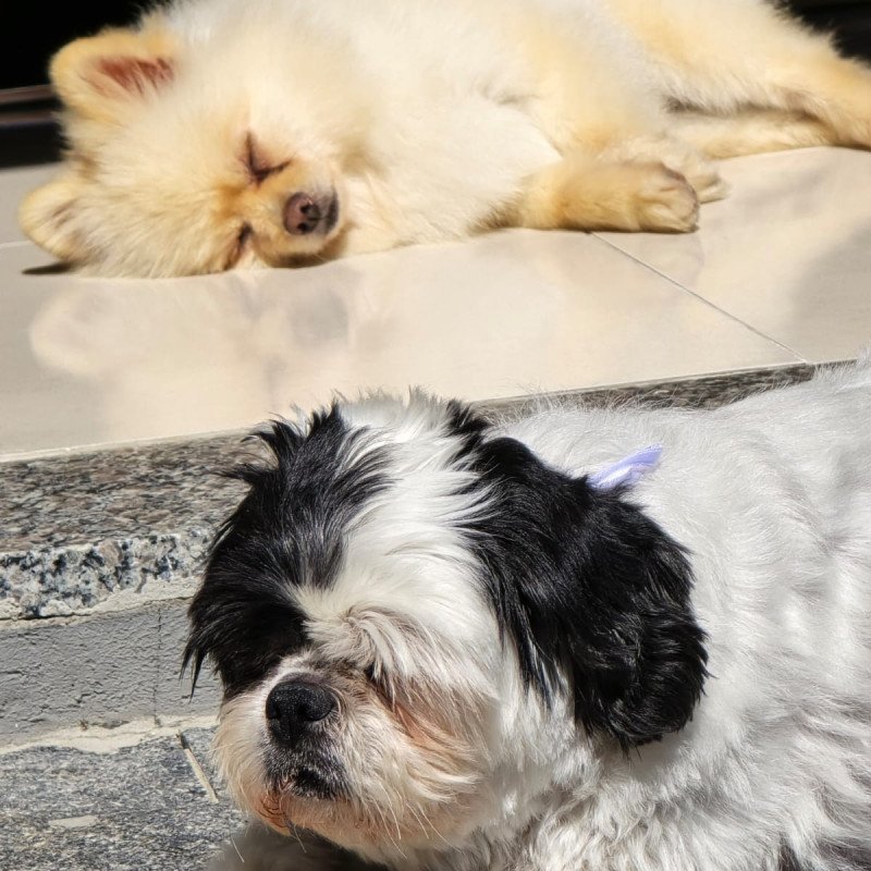 Lindos cães adultos das raças Spitz Alemão, Yorkshire e Shih Tzu - Foto 2