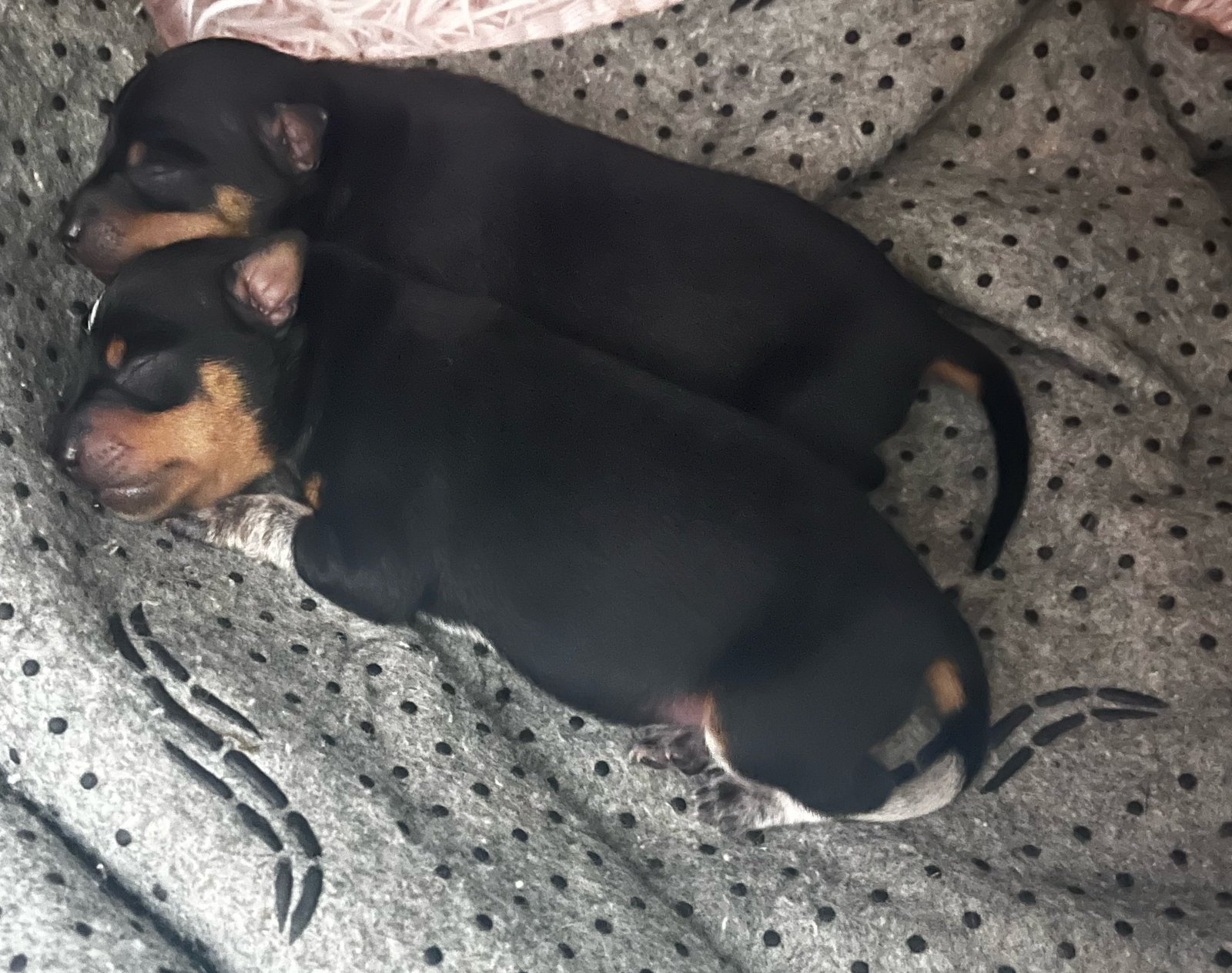 Vendo filhotes de Pinscher  - Foto 2