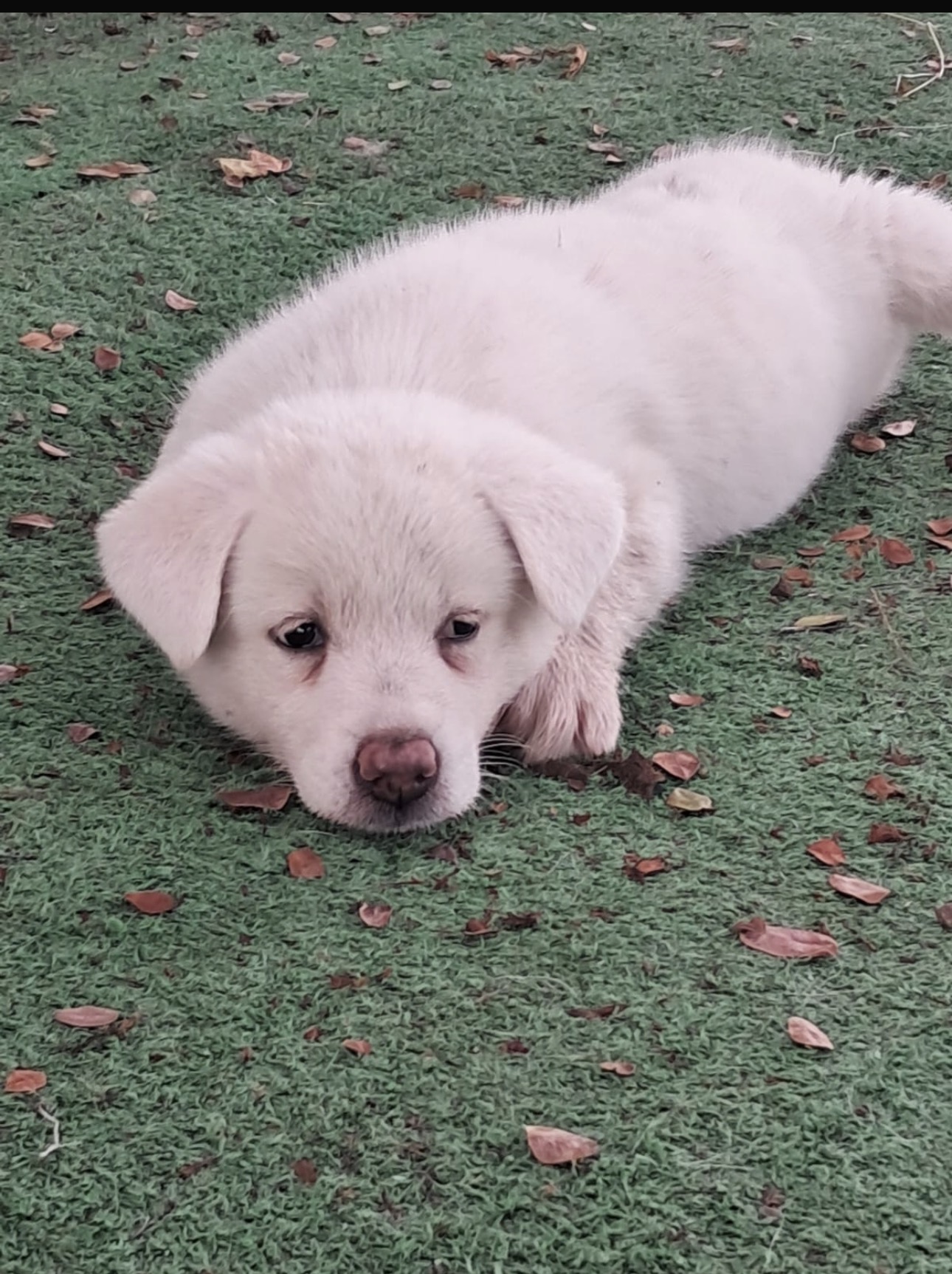 Akita Inu - Foto 3