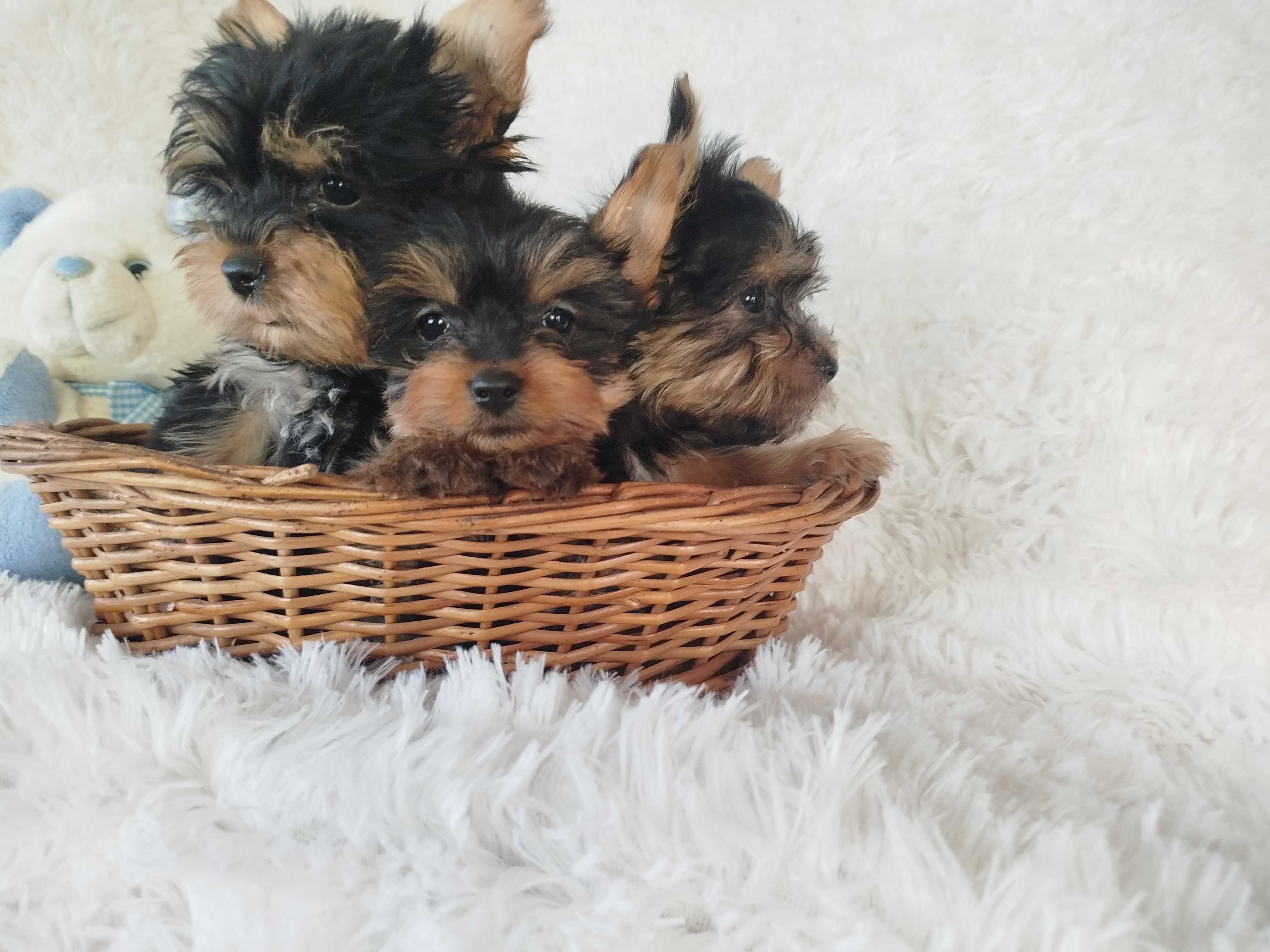Lindos filhotes de York mini macho com 2 mesed  - Foto 1