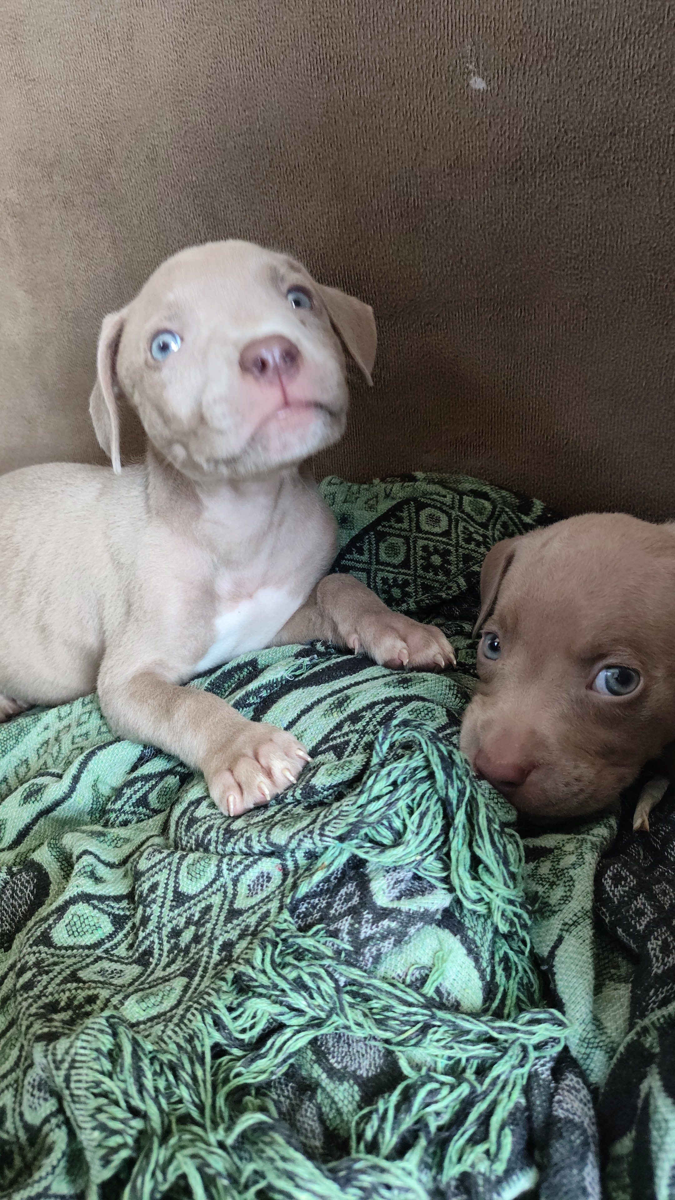 Cachorrro  - Foto 1