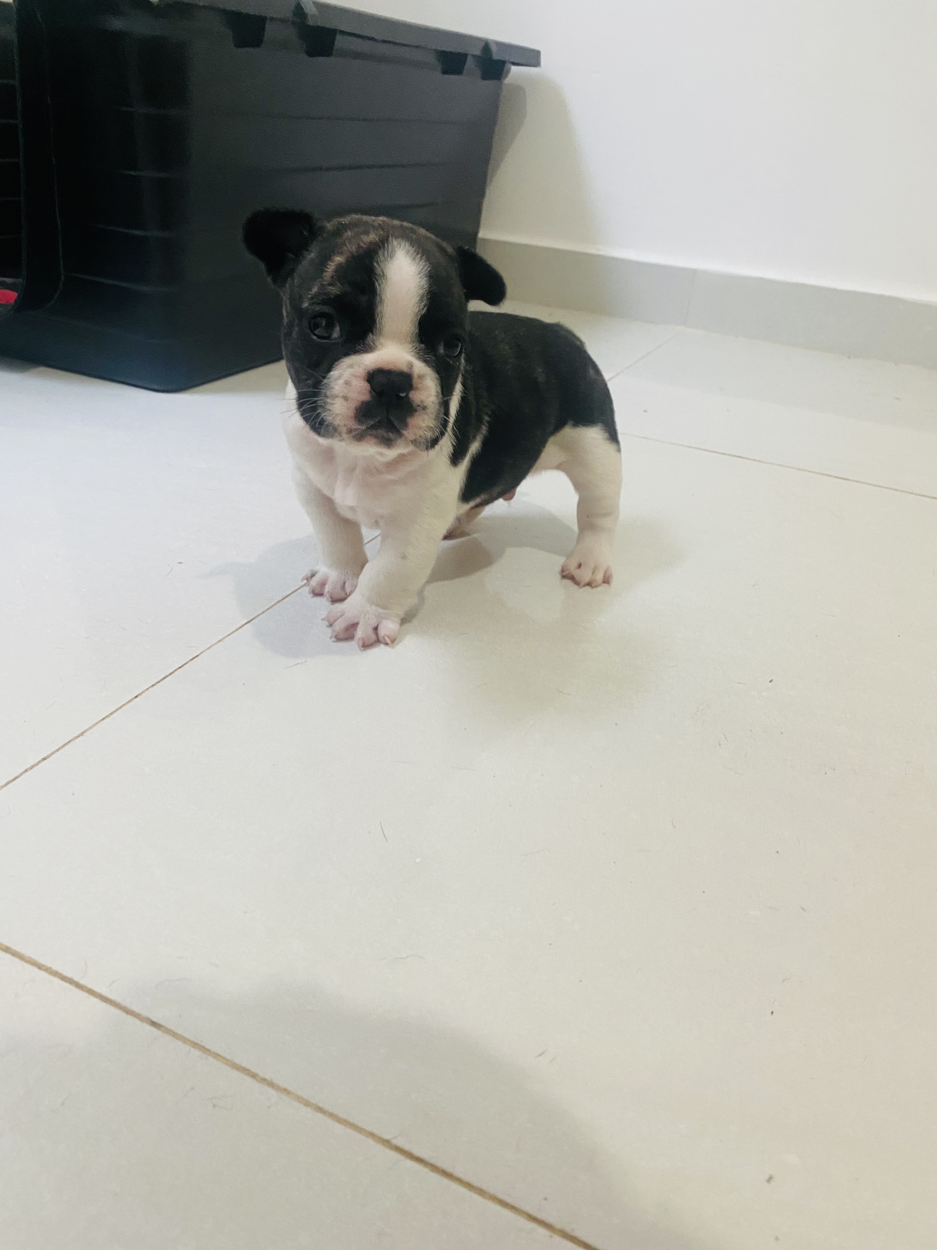 Buldogue Francês - Foto 3