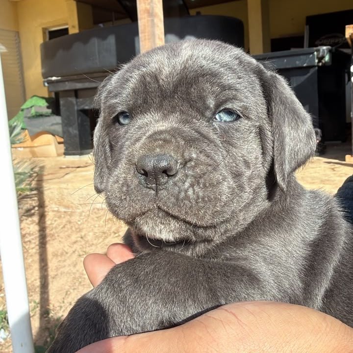 Filhotes de Cane Corso Italiano - Foto 4