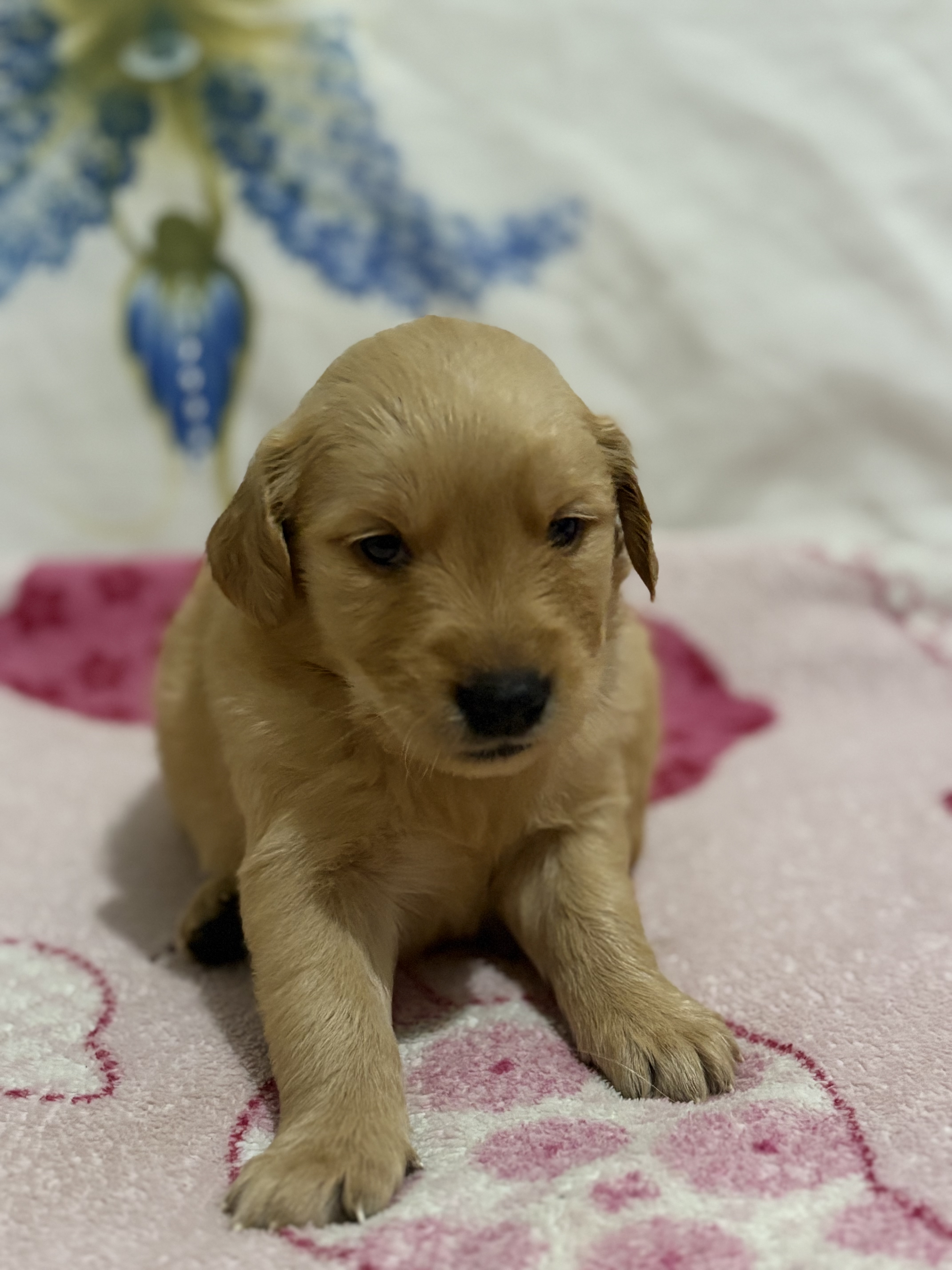 Golden Retriever - Foto 3