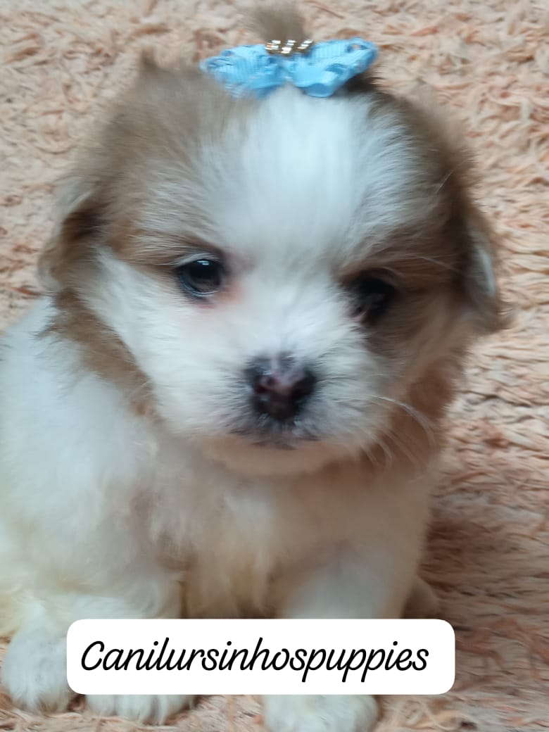 Lhasa Apso - Foto 3