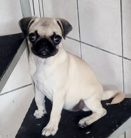 Vendo Filhote Pug com Pedigree - Foto 2