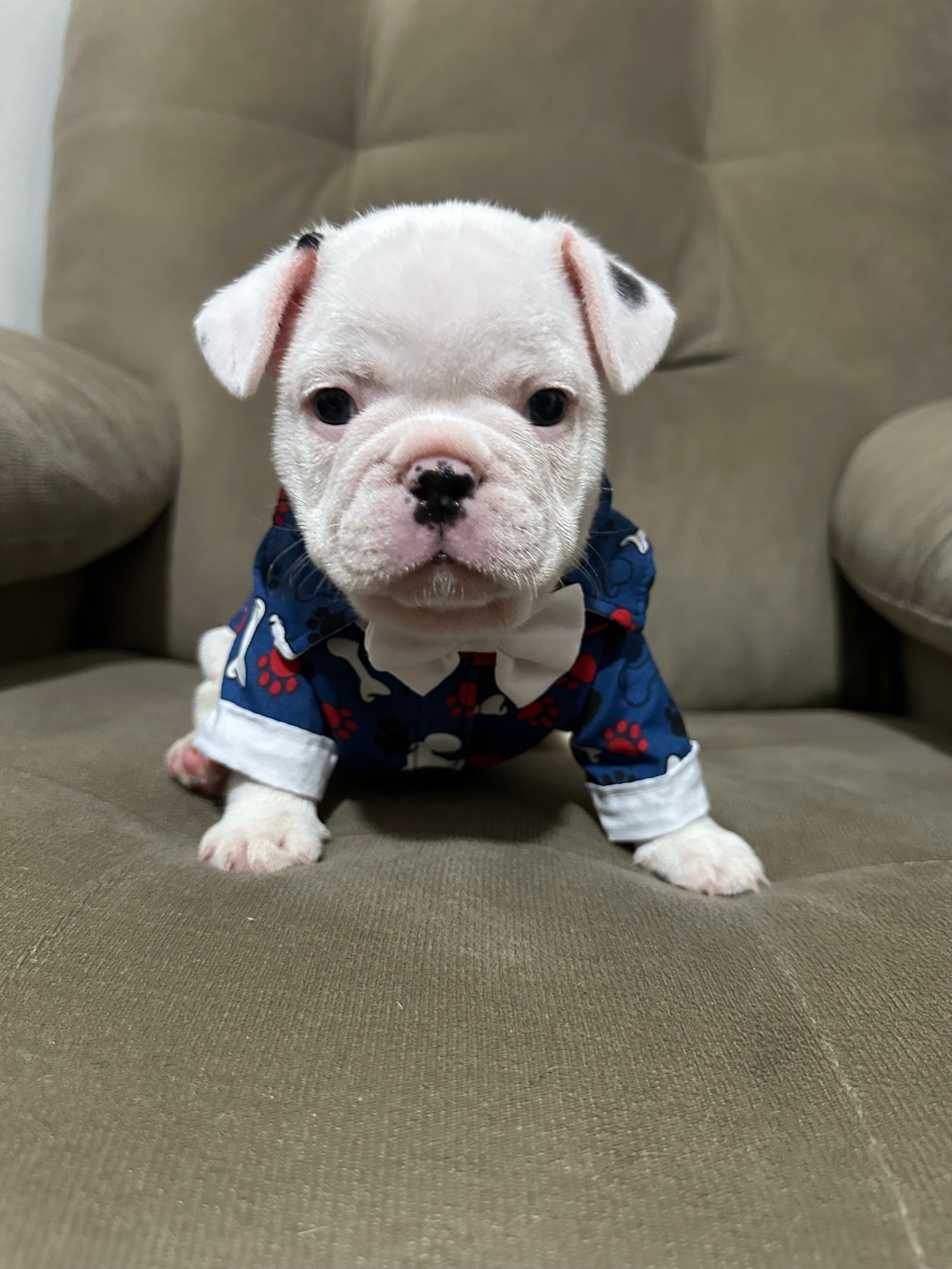 Vendo buldogue francês  - Foto 2