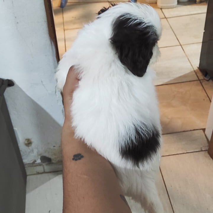 Lindos filhotes de shiatsu - Foto 4
