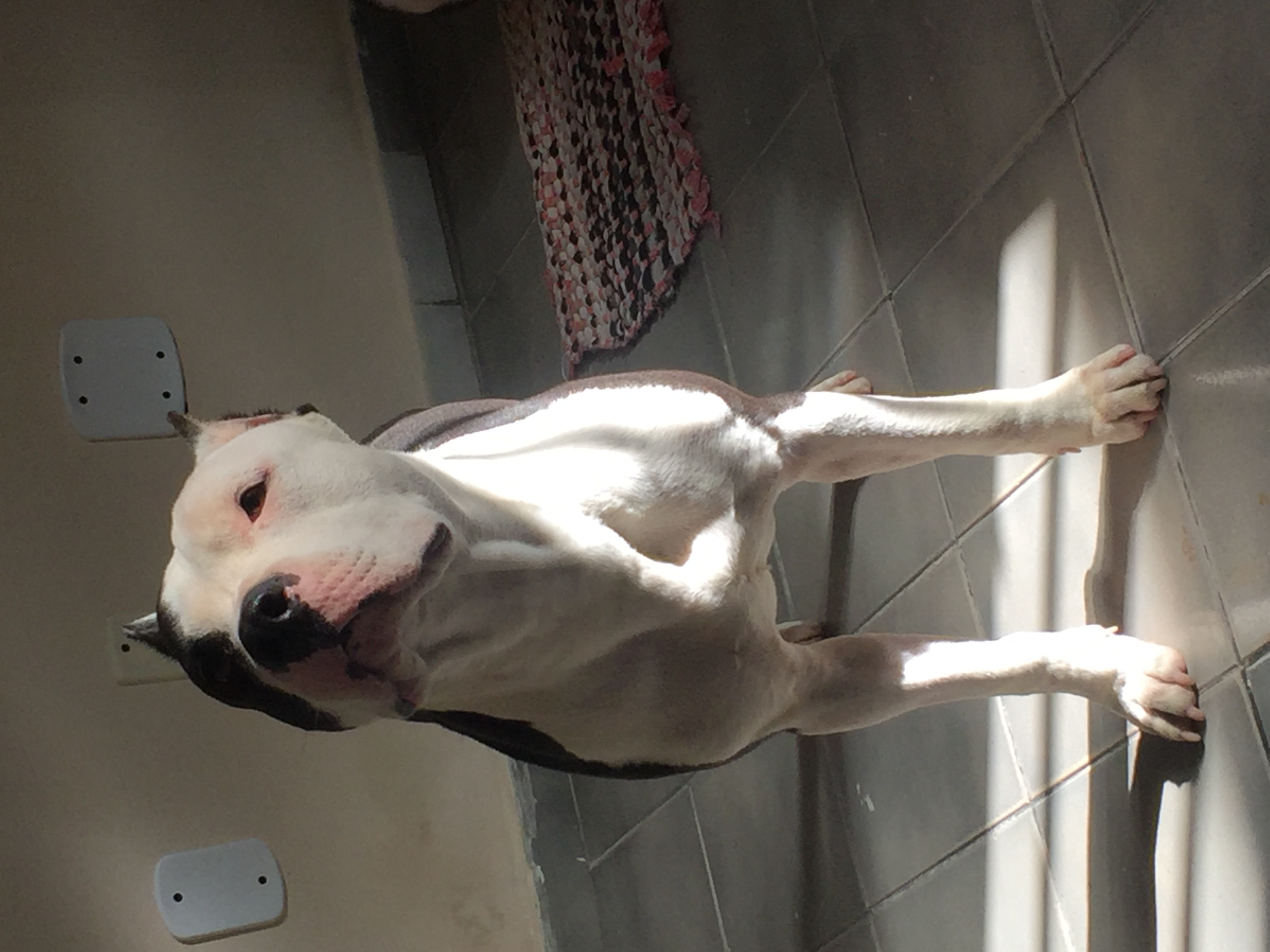 American Staffordshire terrier  - Foto 3
