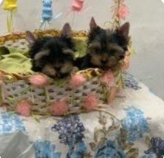 Yorkshire Terrier  - Foto 1