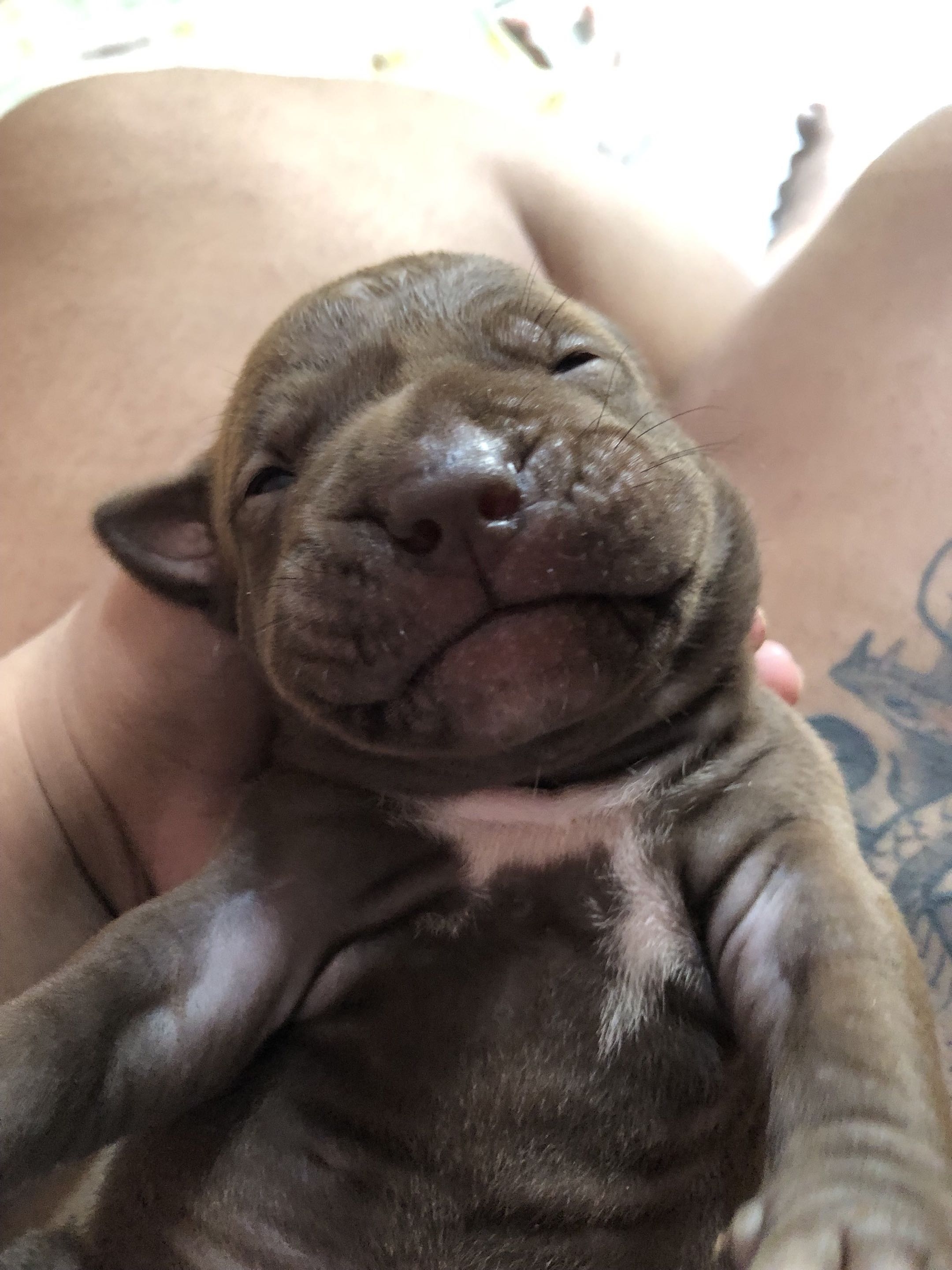 Filhotes de pitbull - Foto 2