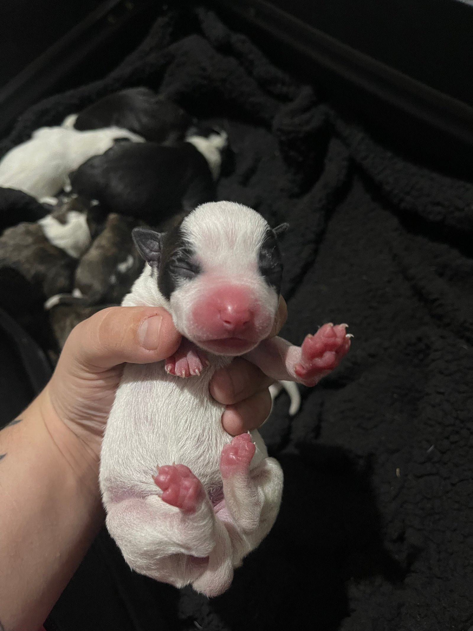 Filhotes de pitbull  - Foto 4
