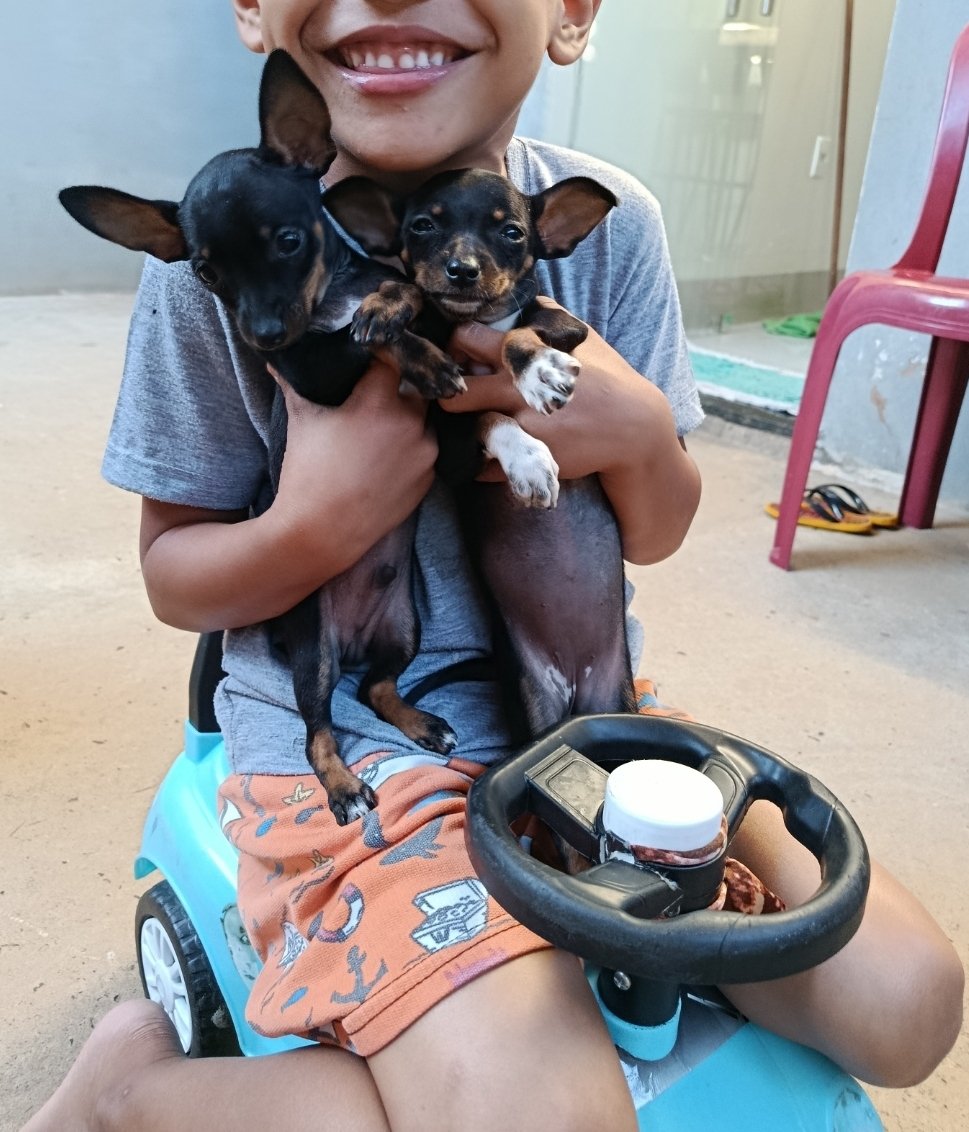 Filhote de pinscher - Foto 3