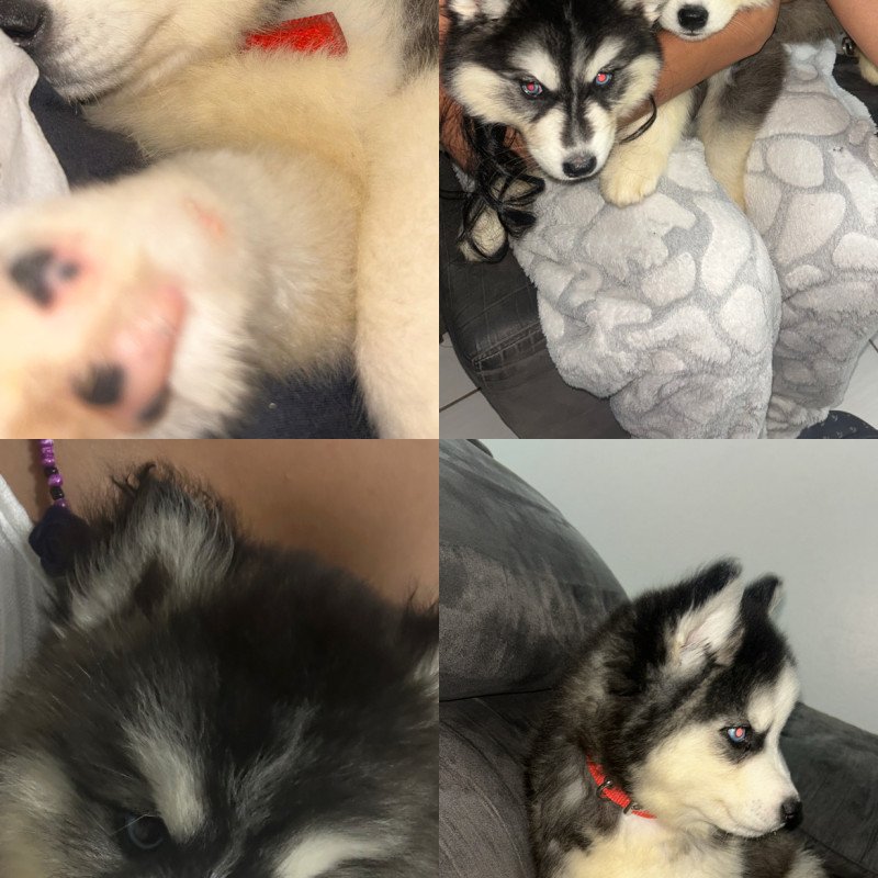 Filhotes de husky - Foto 1