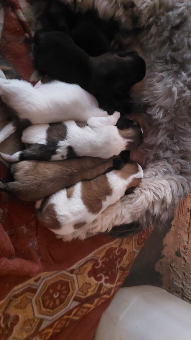 Shih Tzu - Foto 3