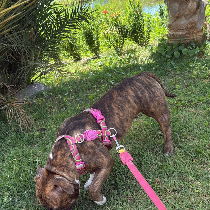 AMERICAN BULLY VACINADOS E VERMIFUGADOS COM PEDIGREE EXCELENTE GENÉTICA - Foto 3
