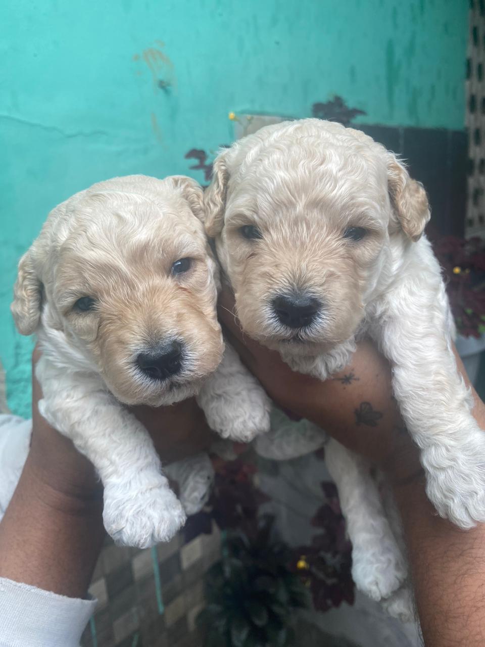 Poodle - Foto 1