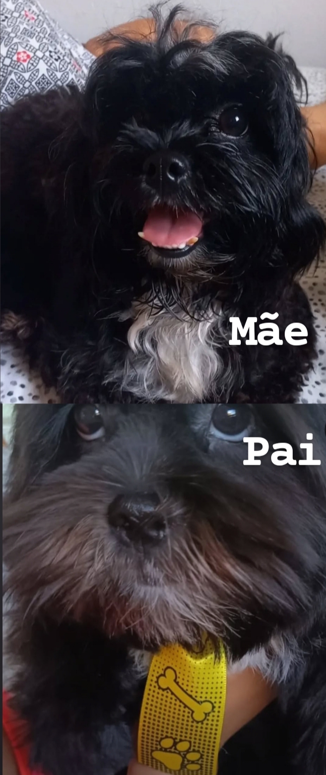 Venda Filhotes Lhasa Apso - Foto 4
