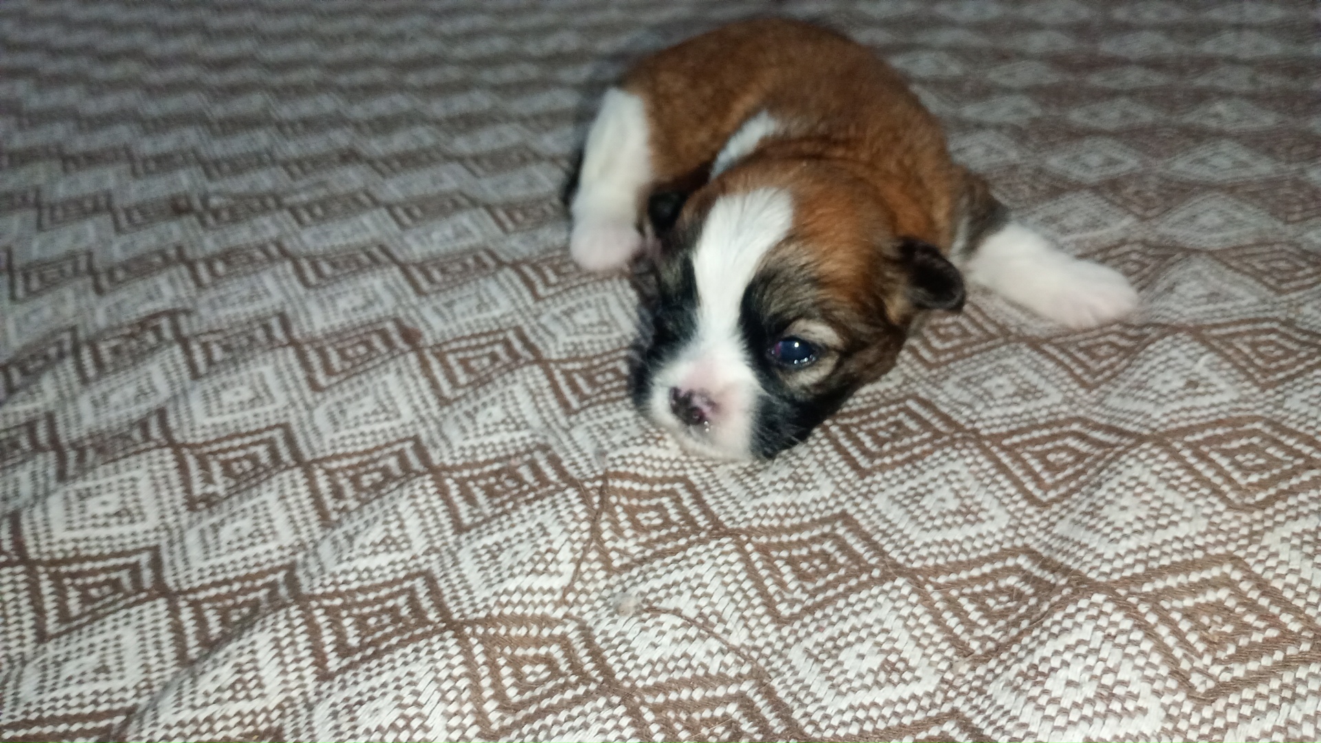 Lhasa Apso  - Foto 1
