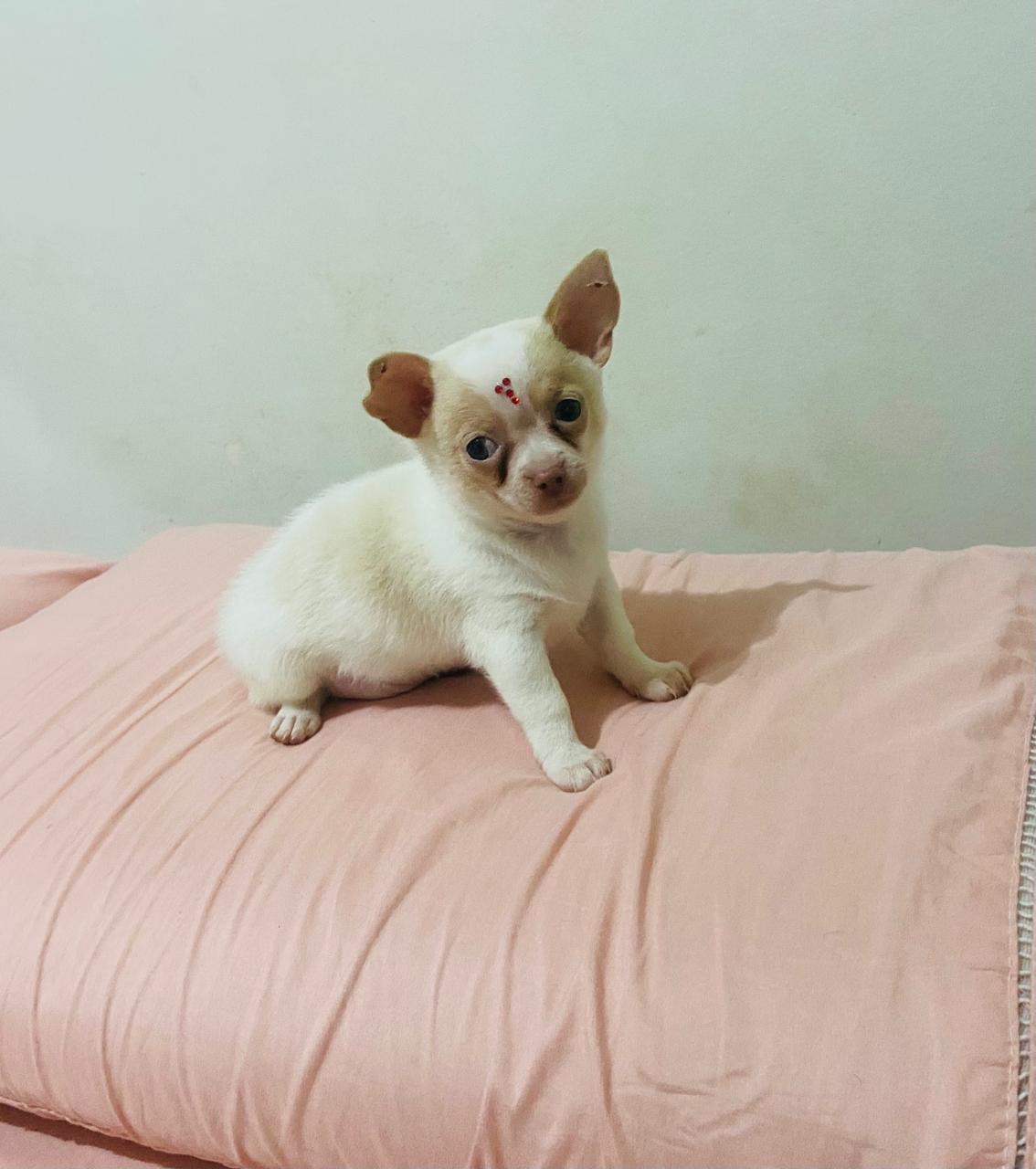 Chihuahua - Foto 3