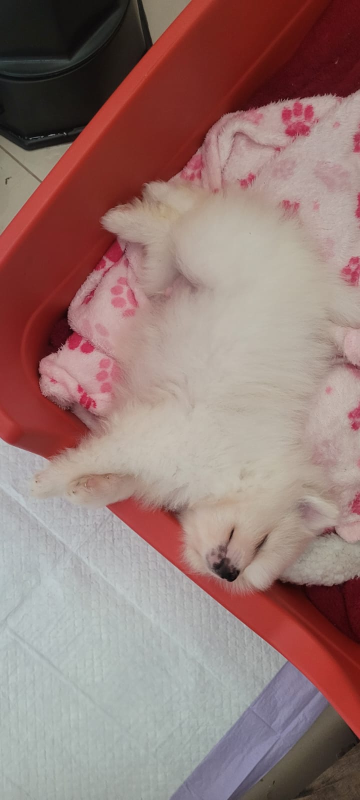 SPITZ ALEMAO, pequeno, Branco - Foto 4