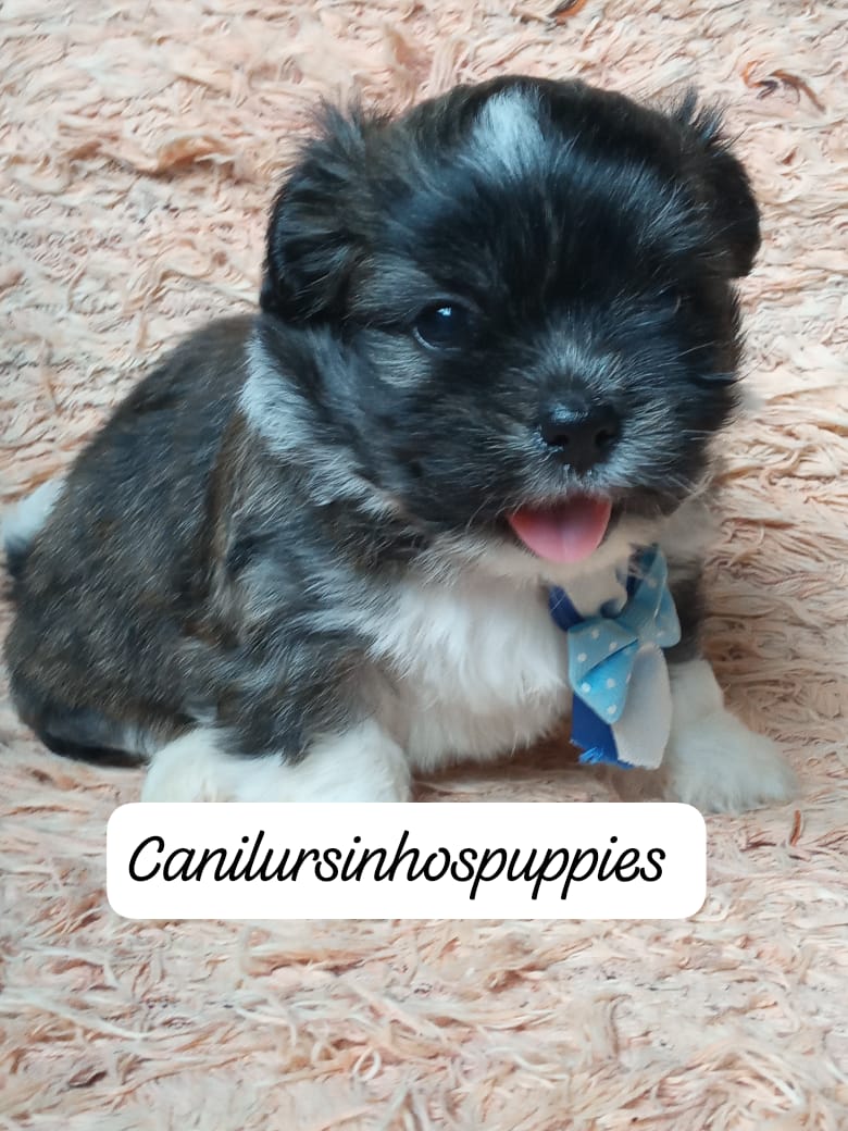 Lhasa Apso - Foto 2