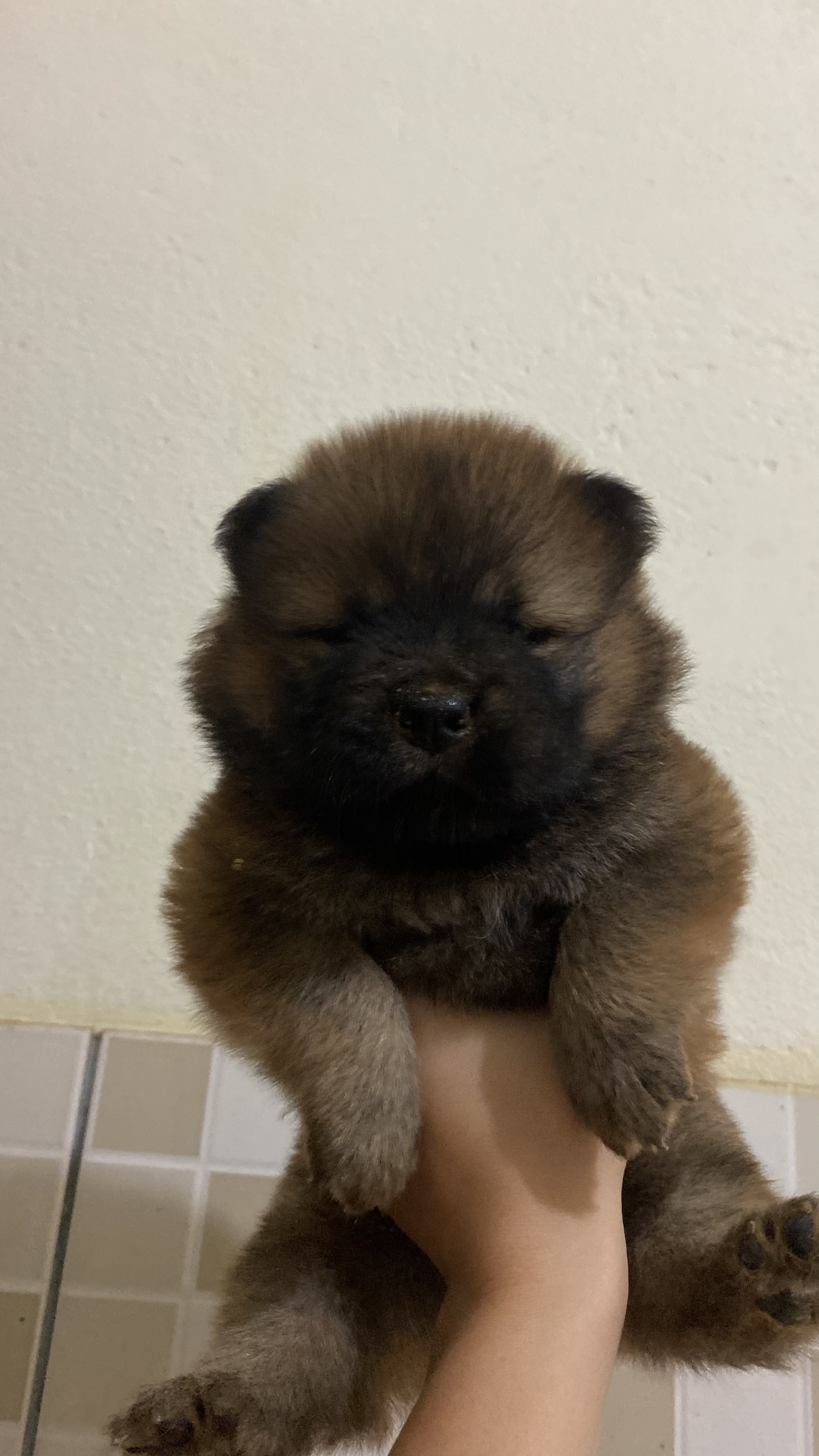 Filhote de chow chow - Foto 1