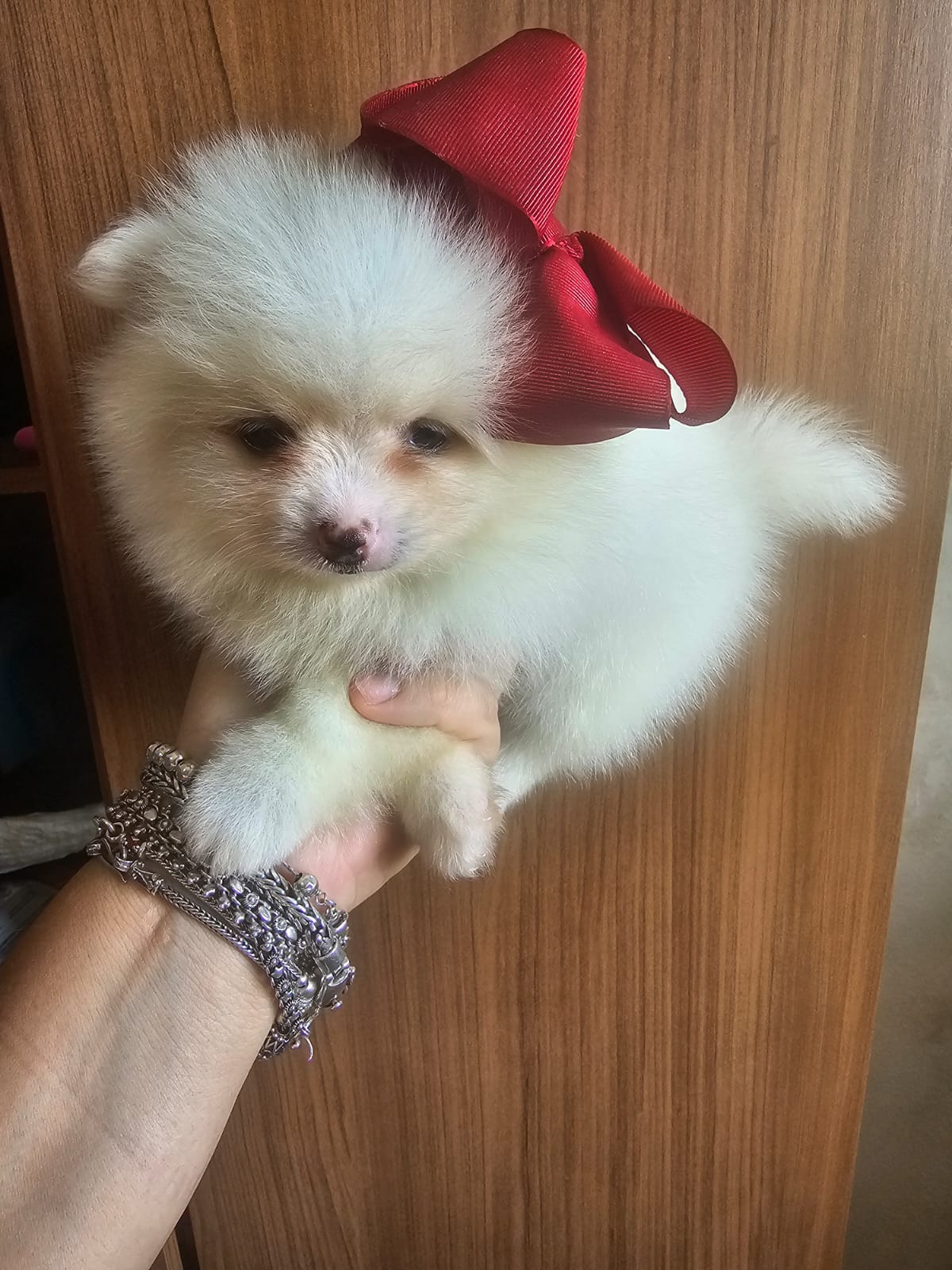 Lindos filhotes de spitz alemão  - Foto 1