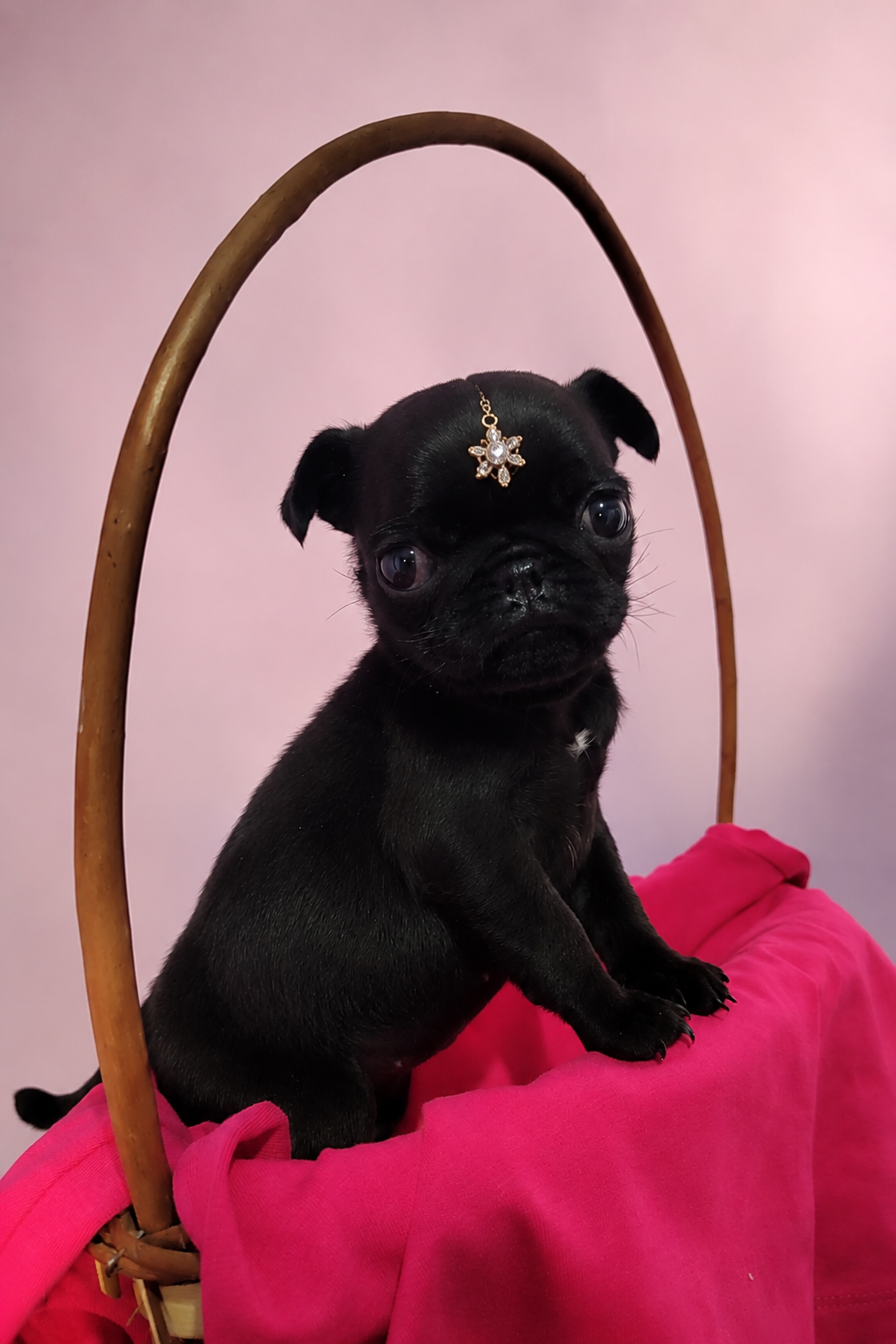 Vende-se mini pug - Foto 1