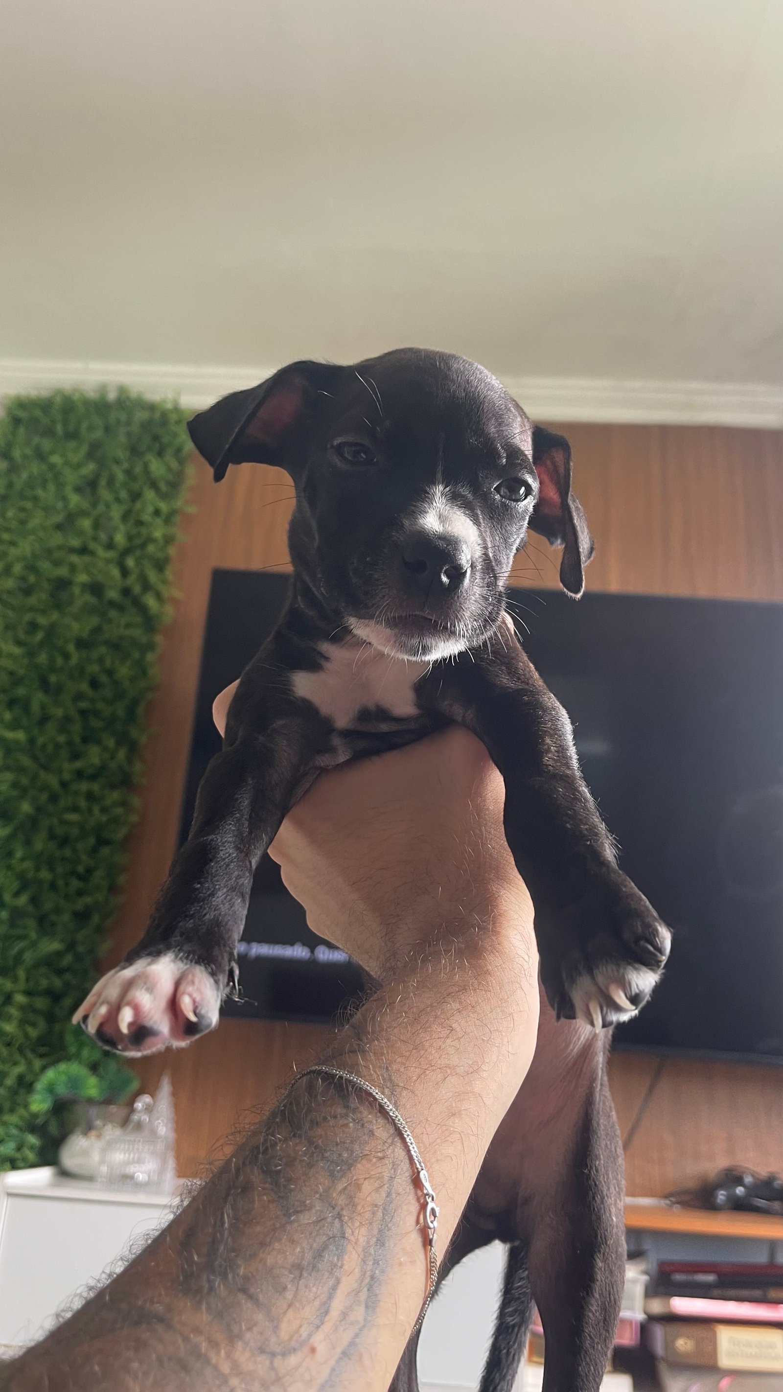 Pitbull - Foto 1