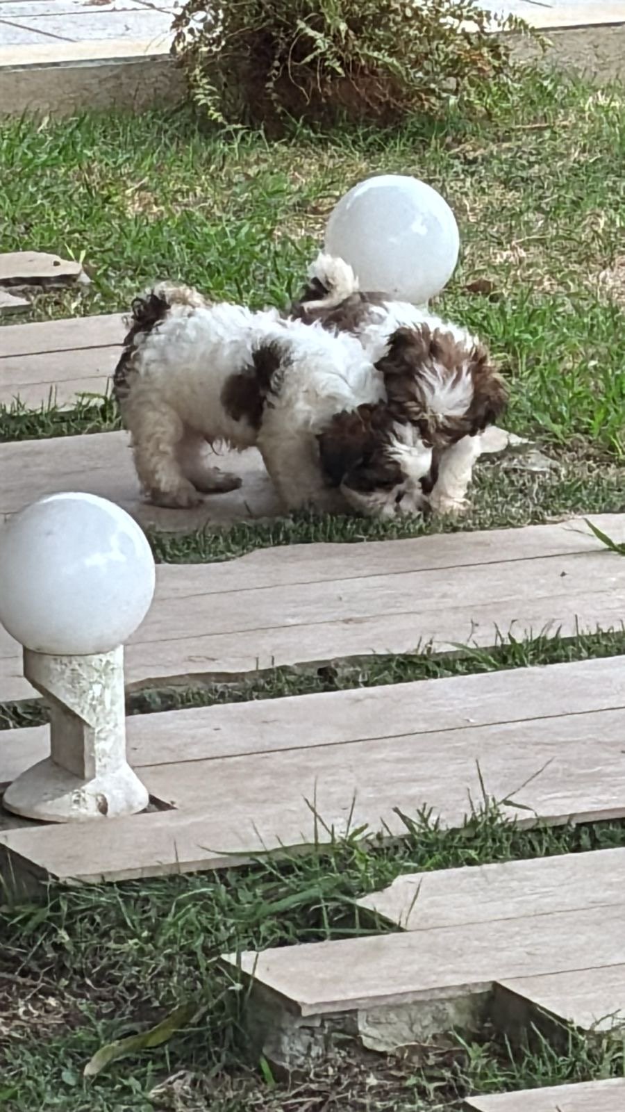 Vendo filhote shitzu - Foto 1
