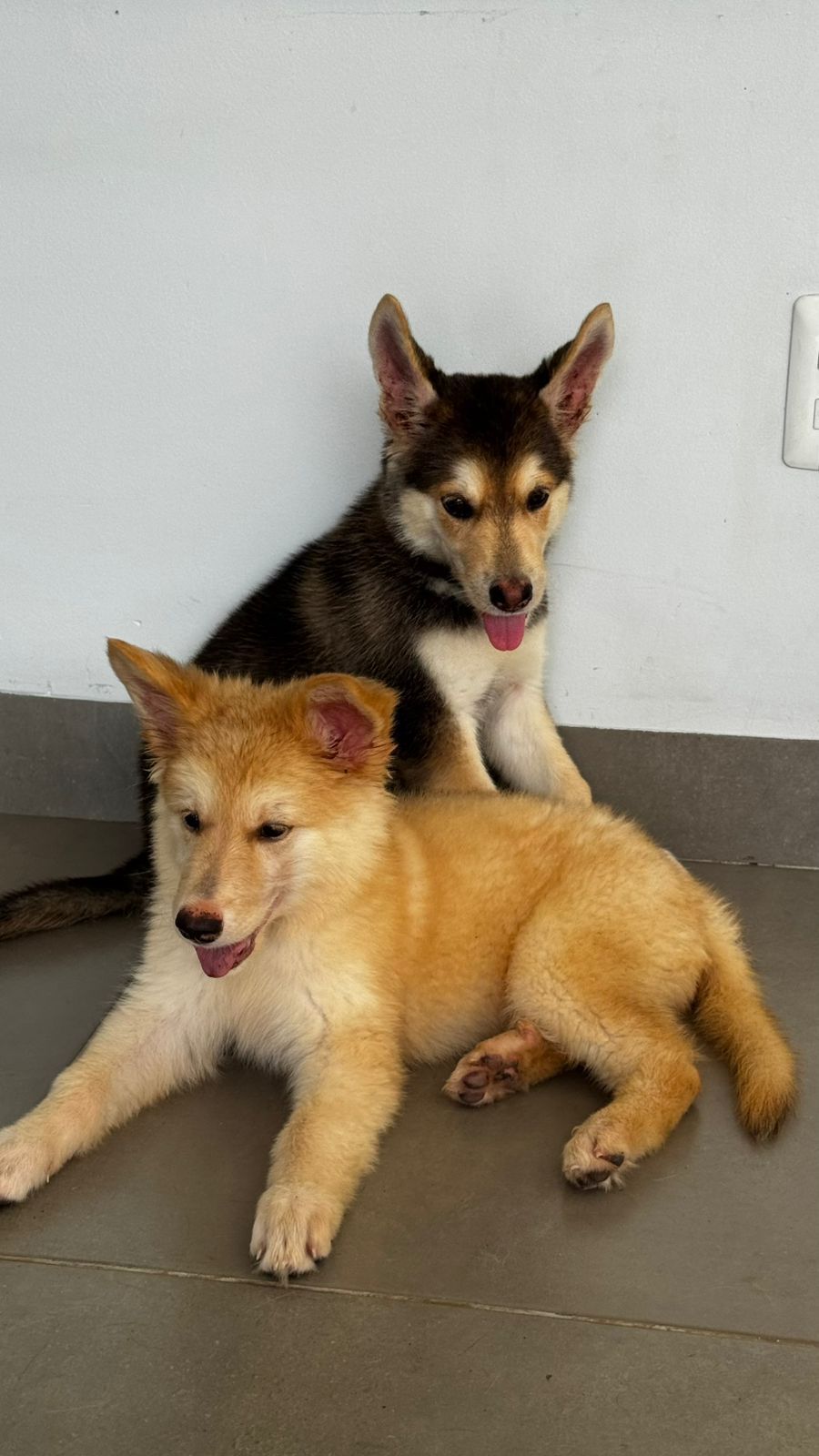 Vendo filhotes de Husky Siberiano com Pastor Alemão - Foto 5