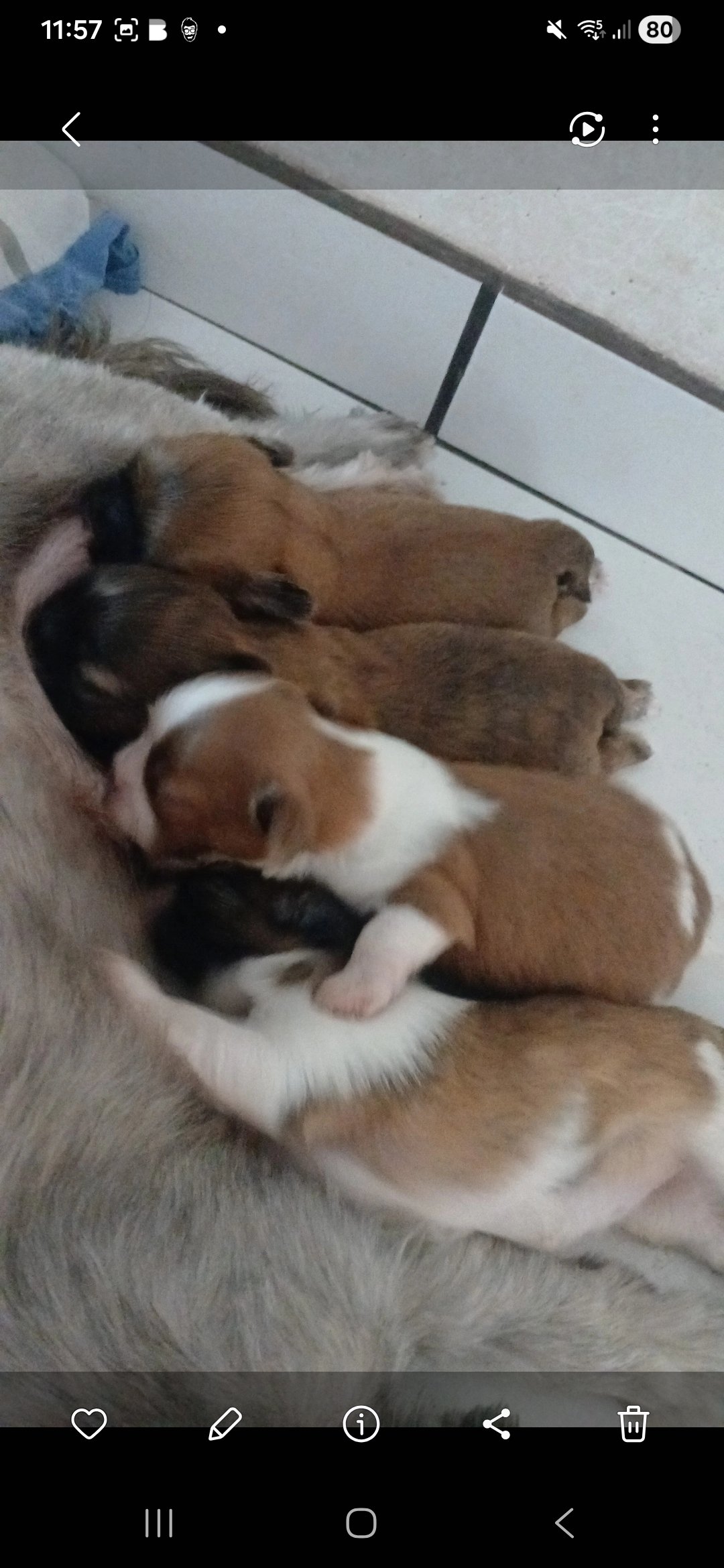 Shitzu mini - Foto 1
