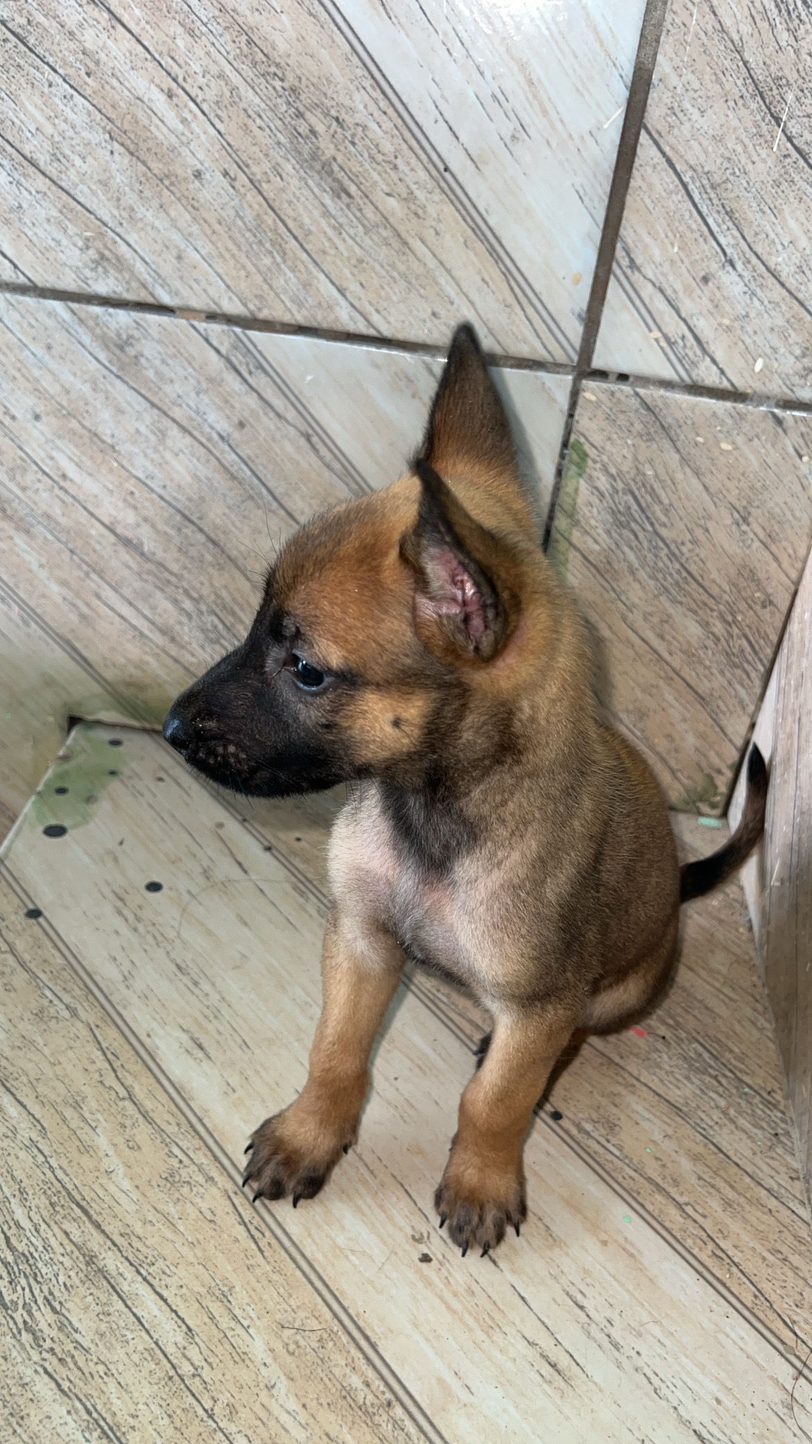 Pastor Belga Malinois - Foto 3